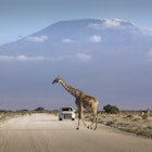 A car stopped on an african road in the amboseli park under mount Kilimanjaro while a giraffe is crossing the road