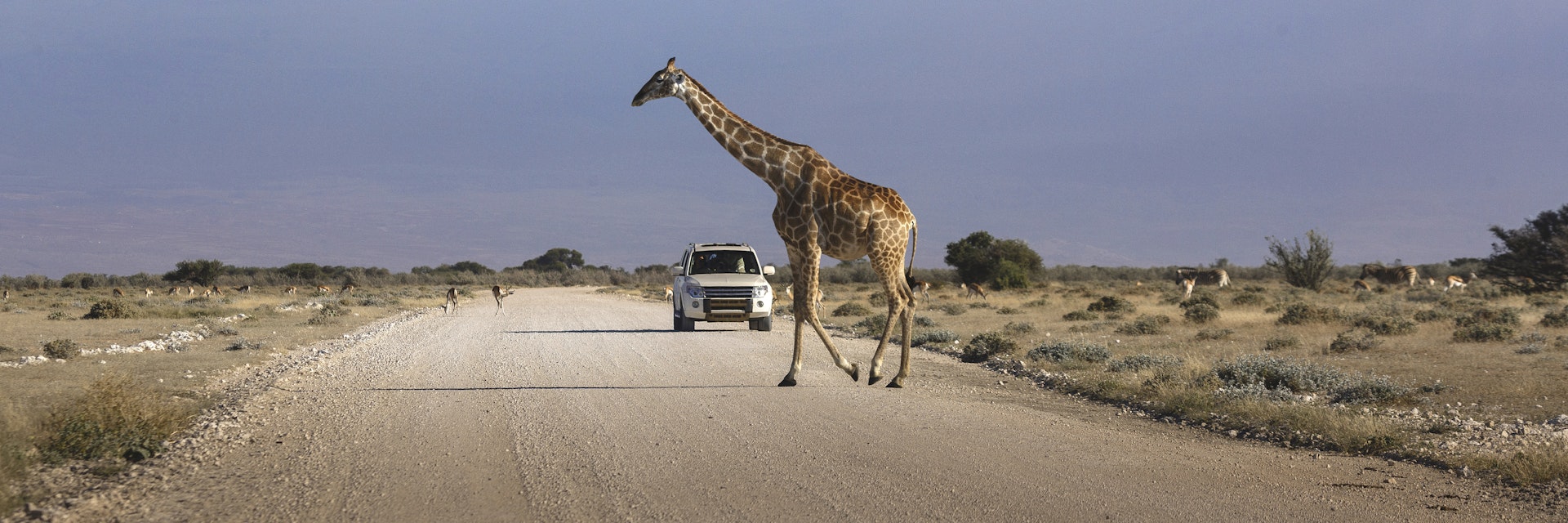 A car stopped on an african road in the amboseli park under mount Kilimanjaro while a giraffe is crossing the road