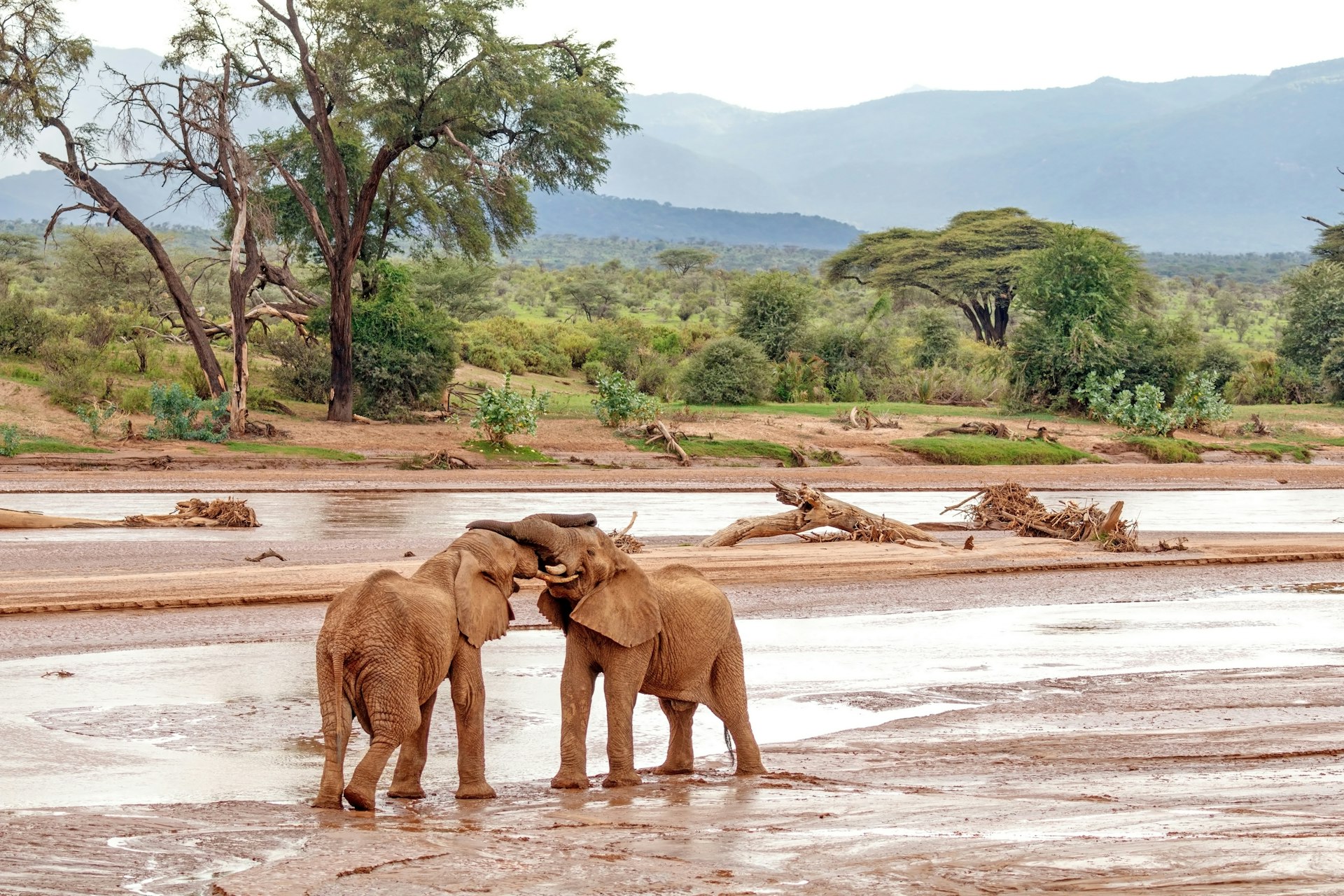 Two young elephants play fighting near a water hole in a national park