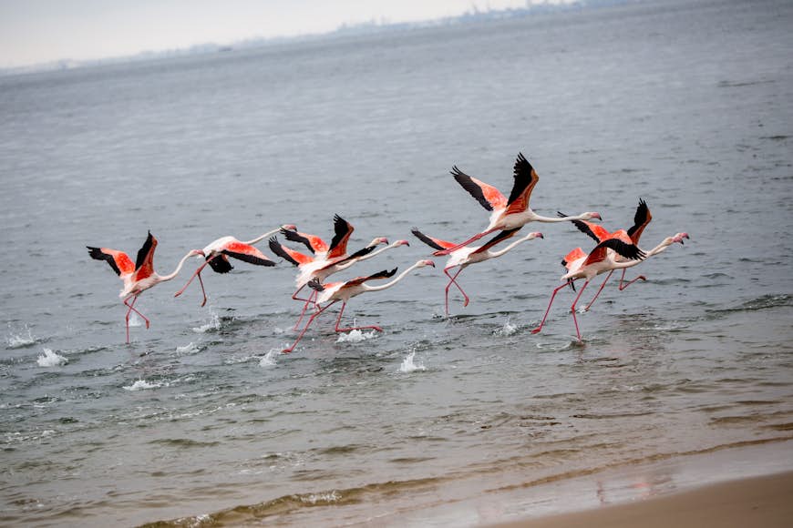 Flamingos flying near Walvis Bay, Namibia