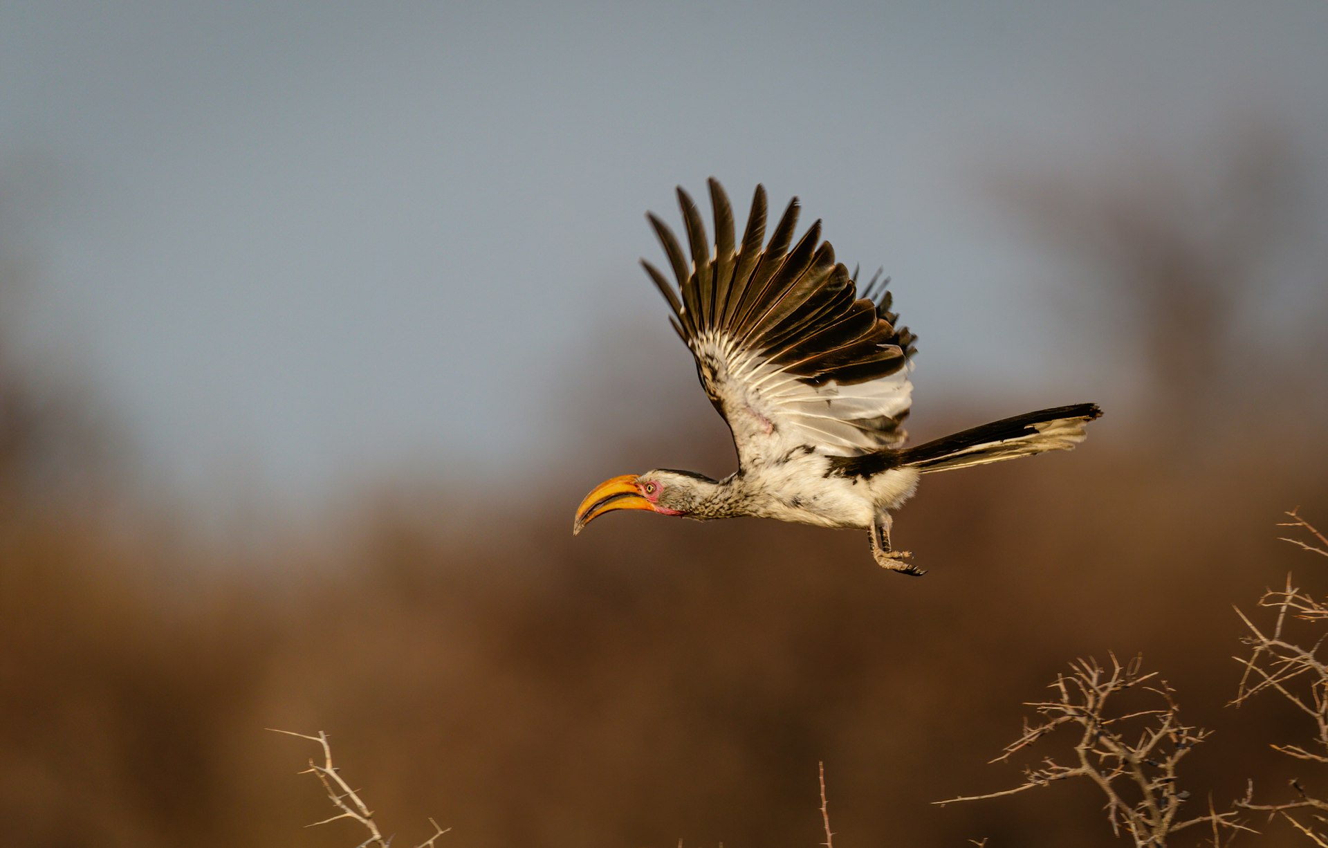 Birdlife in the desert in Etosha National Park