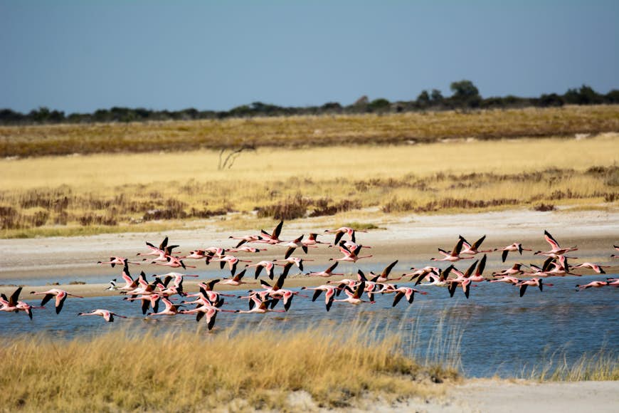Flamingos in flight in Etosha National Park, Namibia
