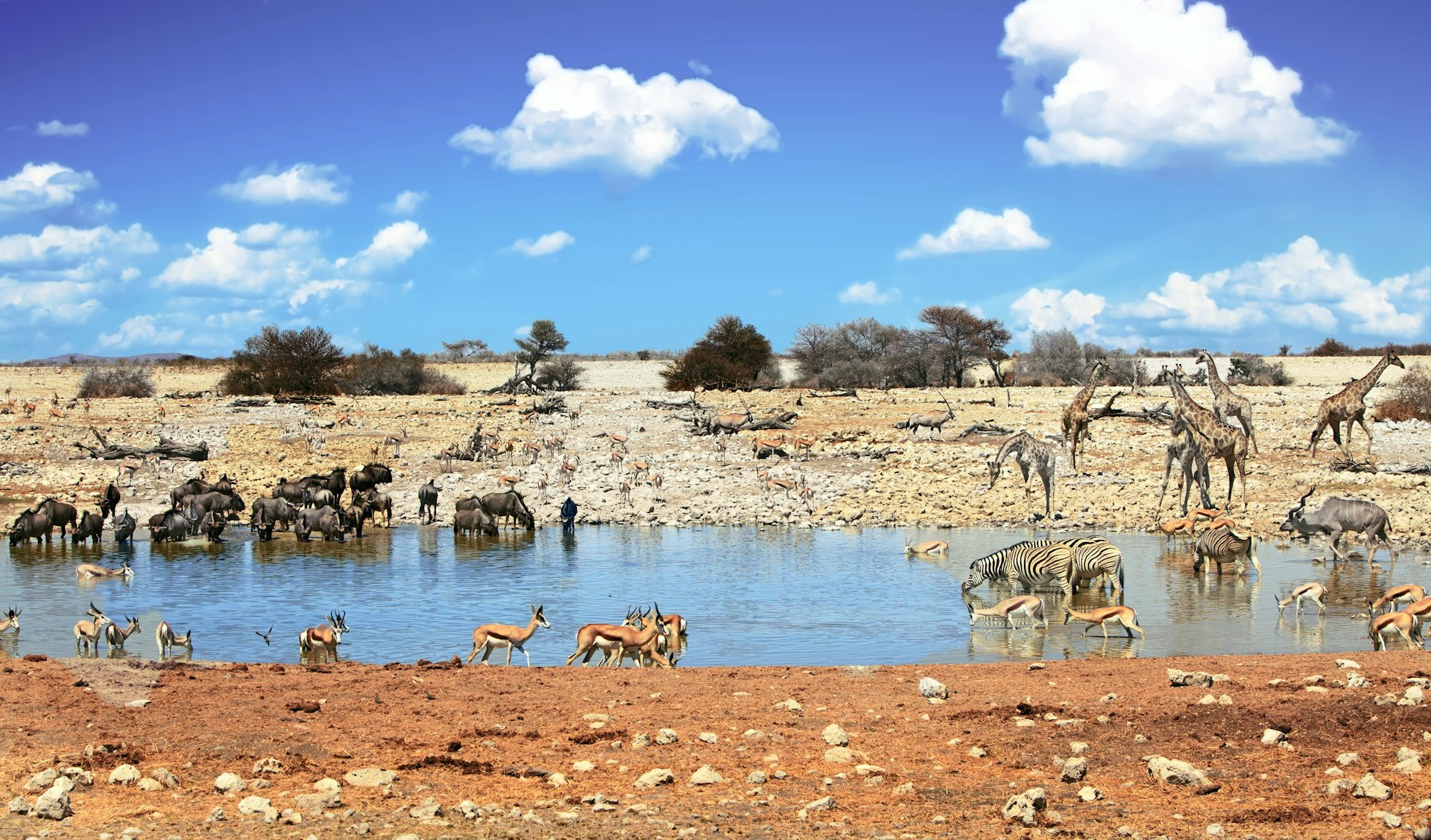Animals, including zebra, giraffes, buffalo and deer, gather around and walk through a waterhole