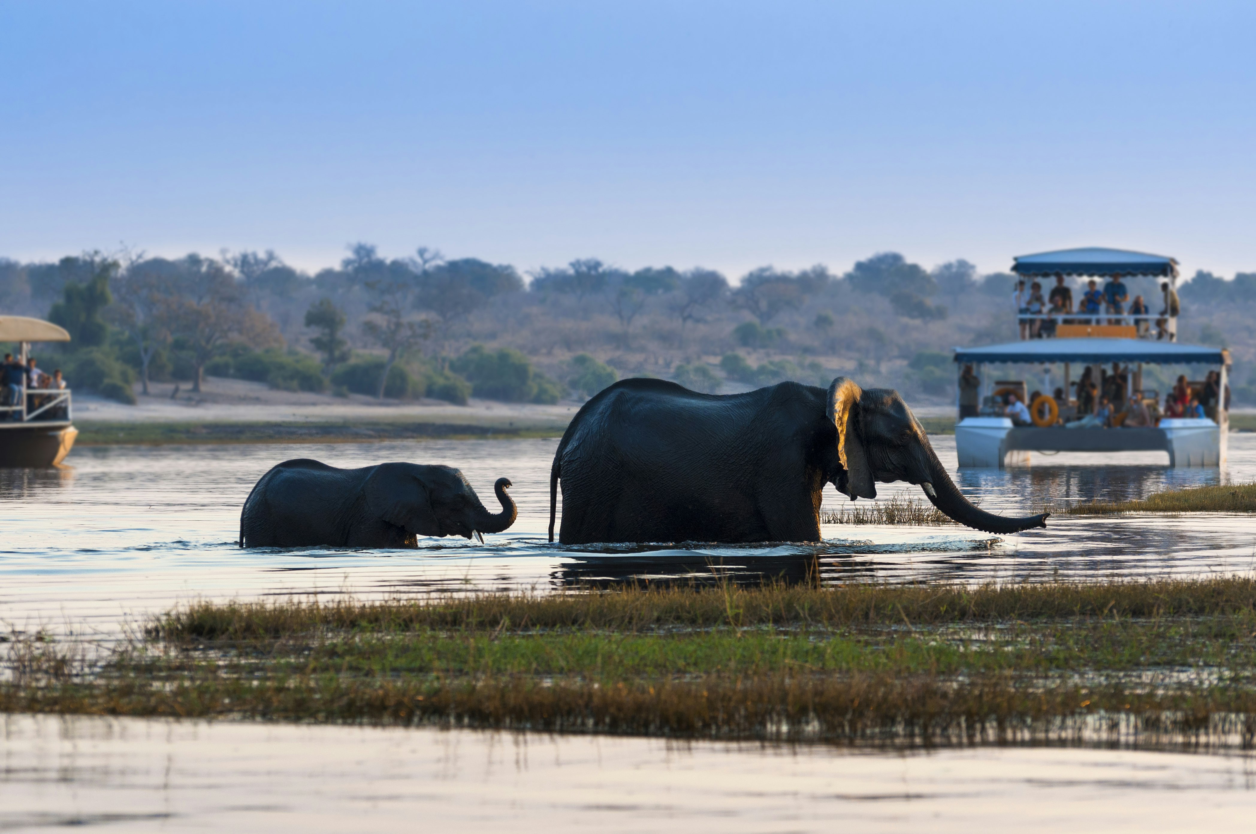 A large African elephant and its baby cross the Chobe River in Chobe National Park with tourists watching on from nearby boats