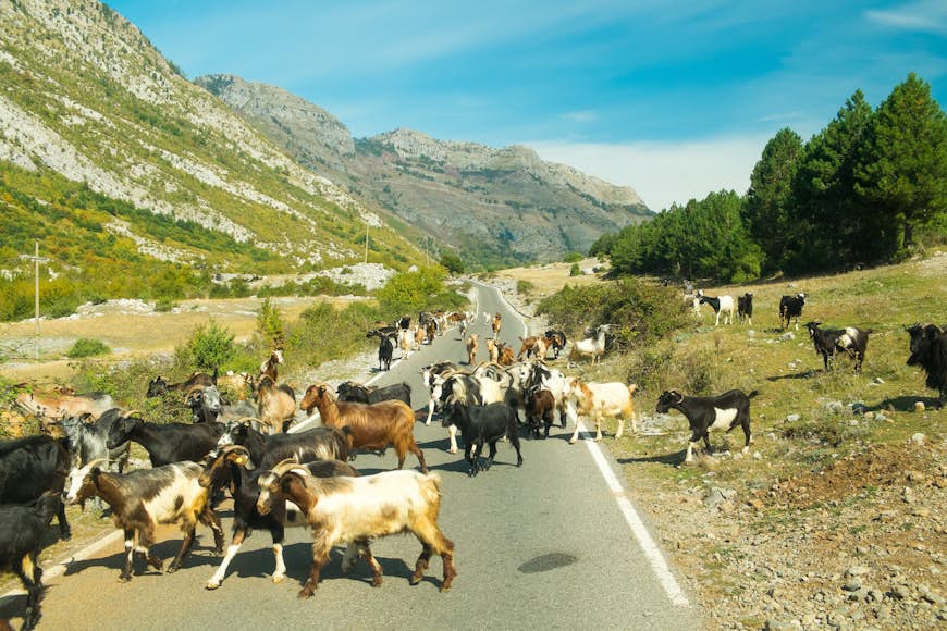Albanian nature along with a herd of goats. Near Theth National Park, Albania. The theme is nature, travel, exploring, Europe, Albania, Balkan, national parks, hiking, trekking, on the road.