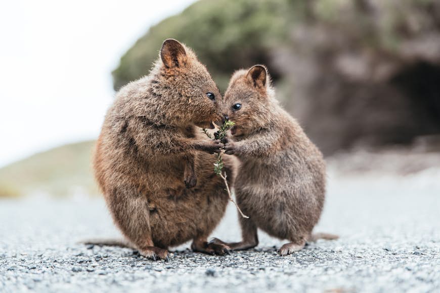 Mother and baby quokka eating green twigs. Close up image.