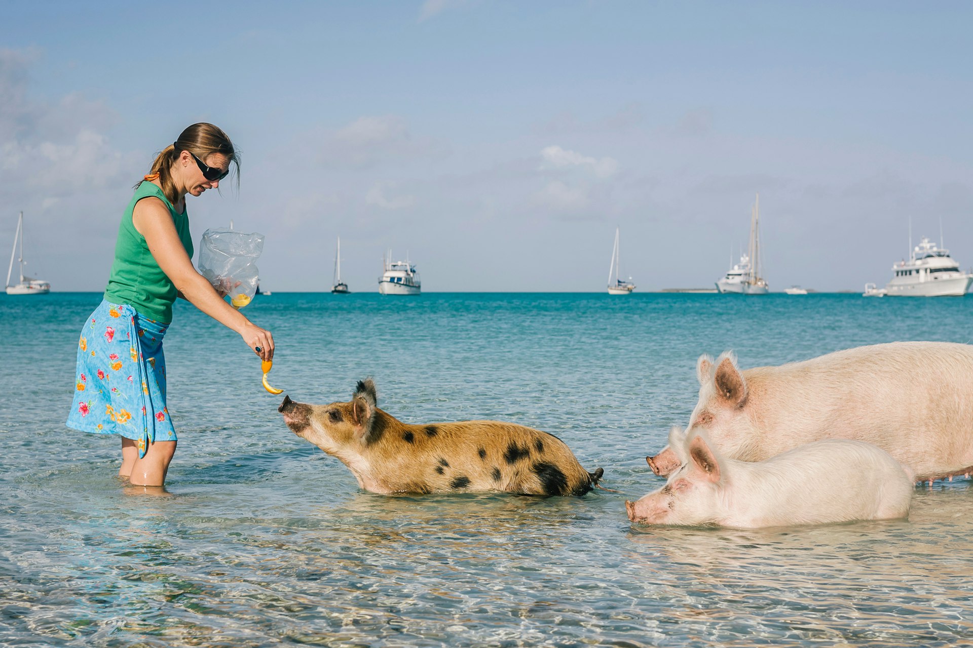 A woman stands in the shallows of the ocean feeding orange peel to a swimming pig