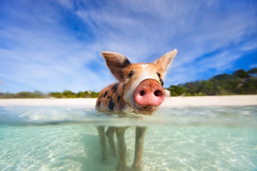 Pig swimming in the ocean in the Exumas, Bahamas