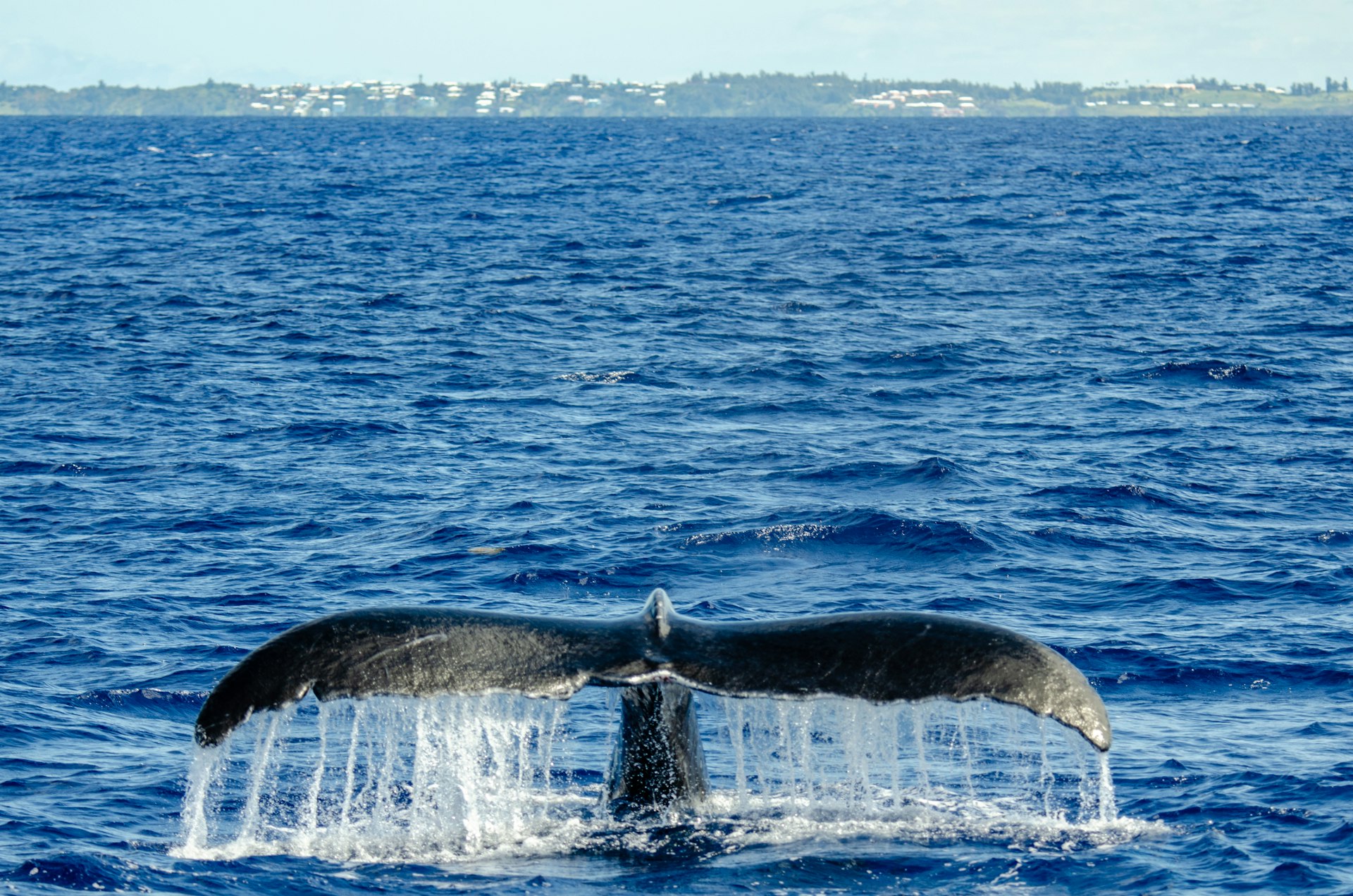 Humpback whale off the coast of Bermuda