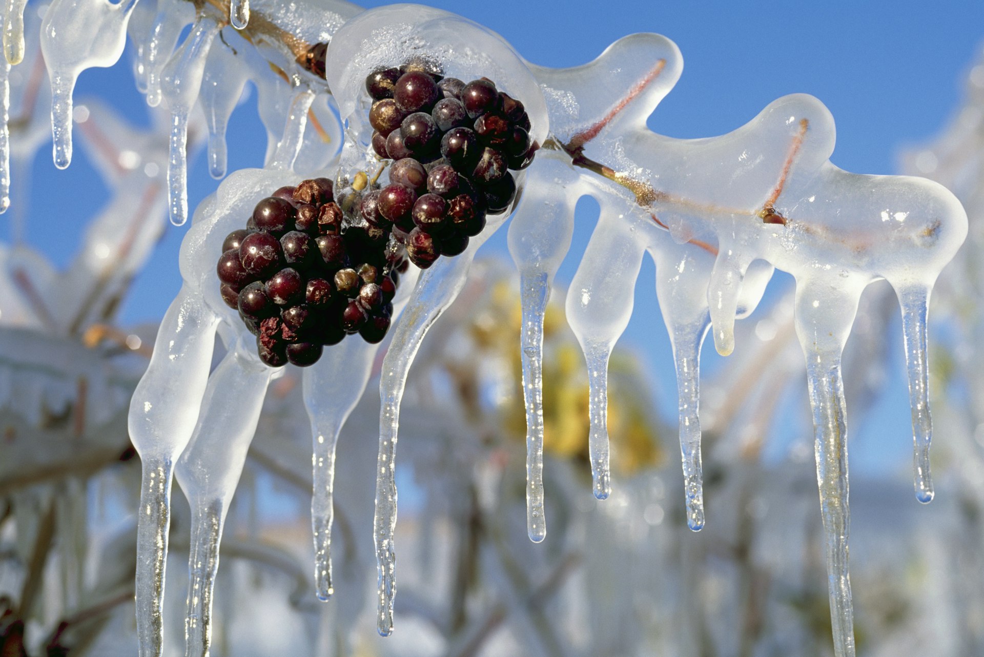 Ice Covered Red Grapes hanging on Vine, ready to be picked for Ice Wine Harvest, South Okanagan Valley, BC, British Columbia, Canada