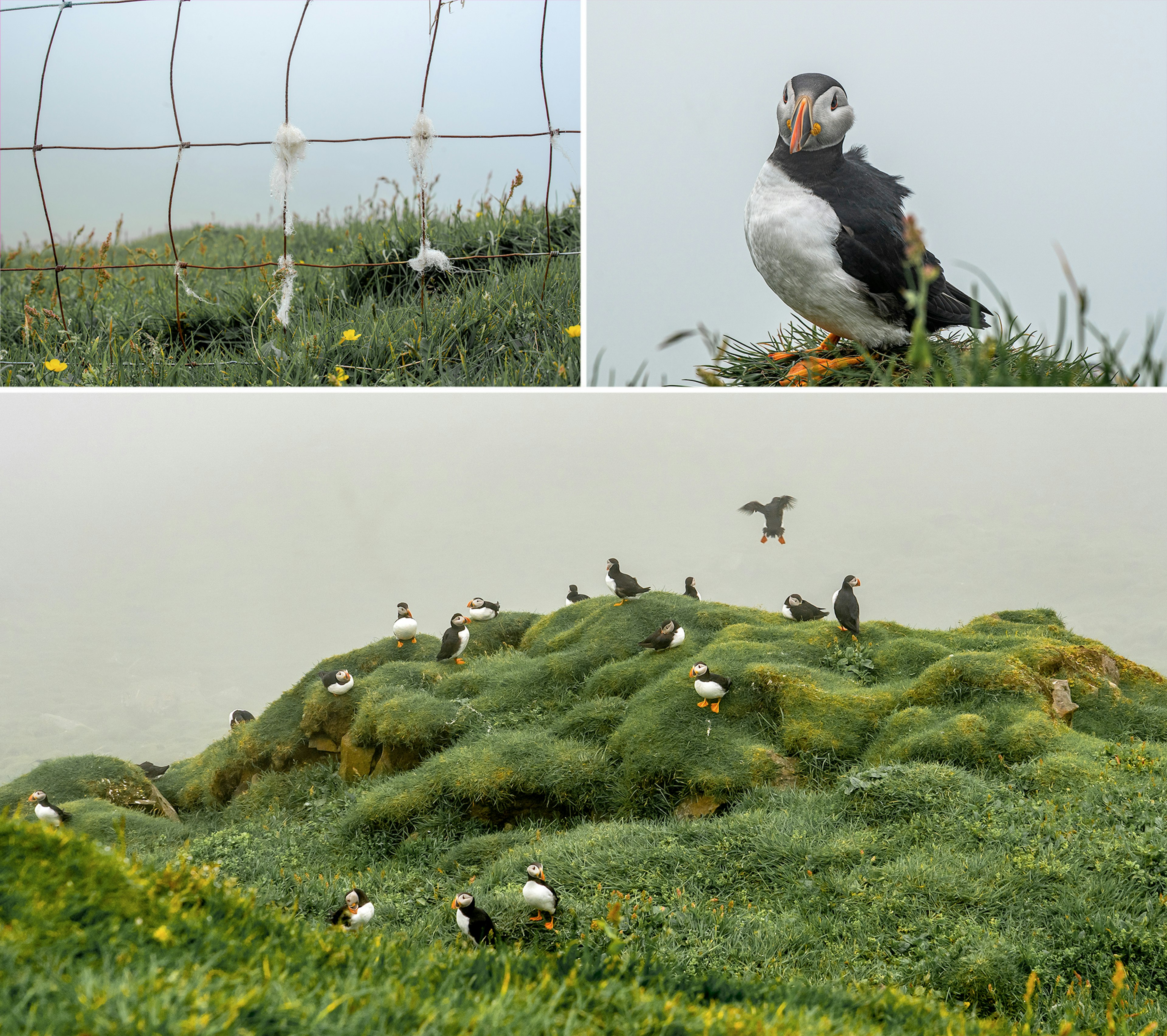 Mykines puffins