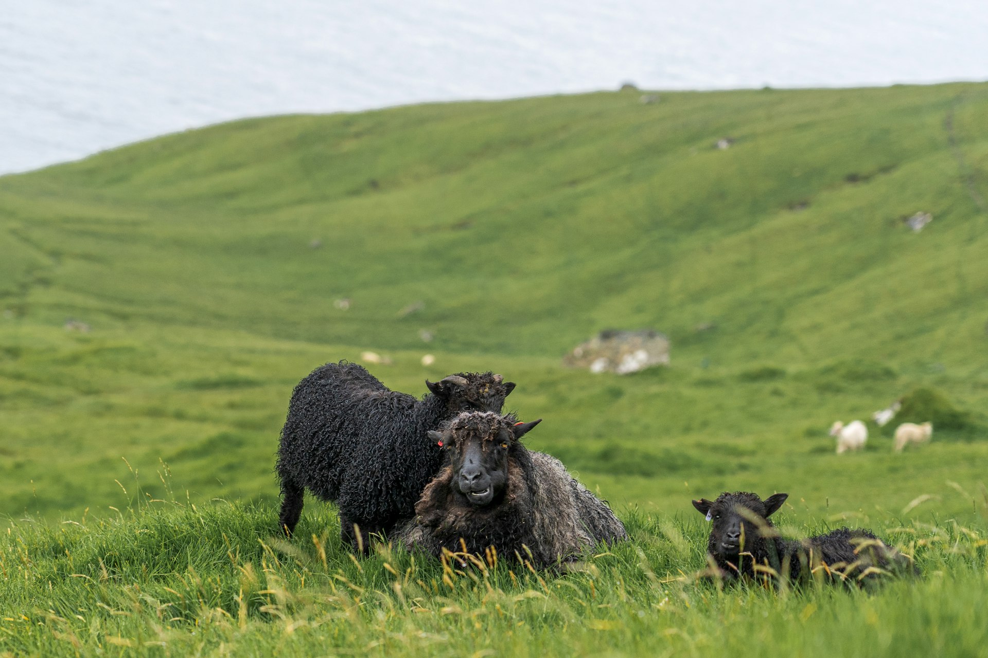 Black sheep of the islands