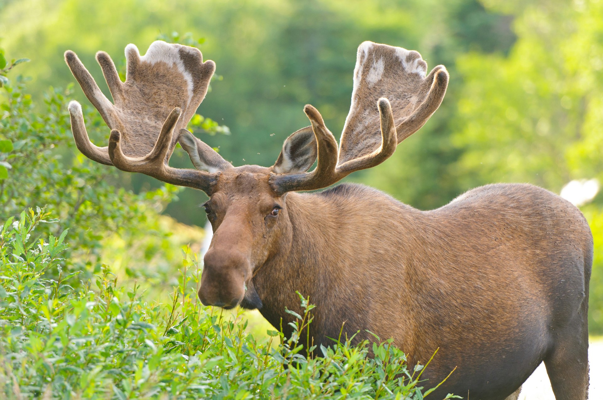 Male moose in the velvet antler stage in northern Newfoundland, Canada