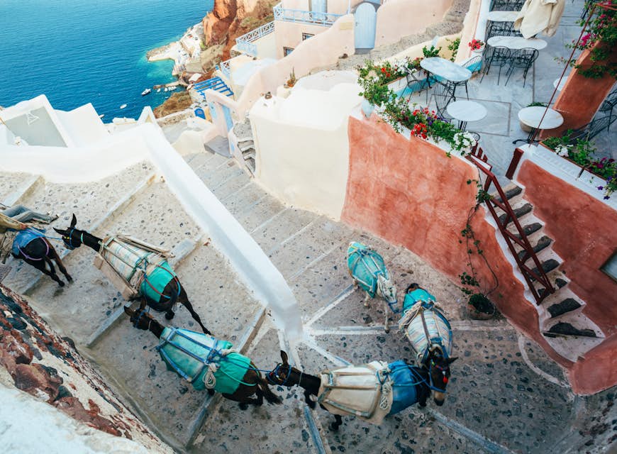Overhead shot of donkeys climbing a set of stairs on Santorini island, Greece
