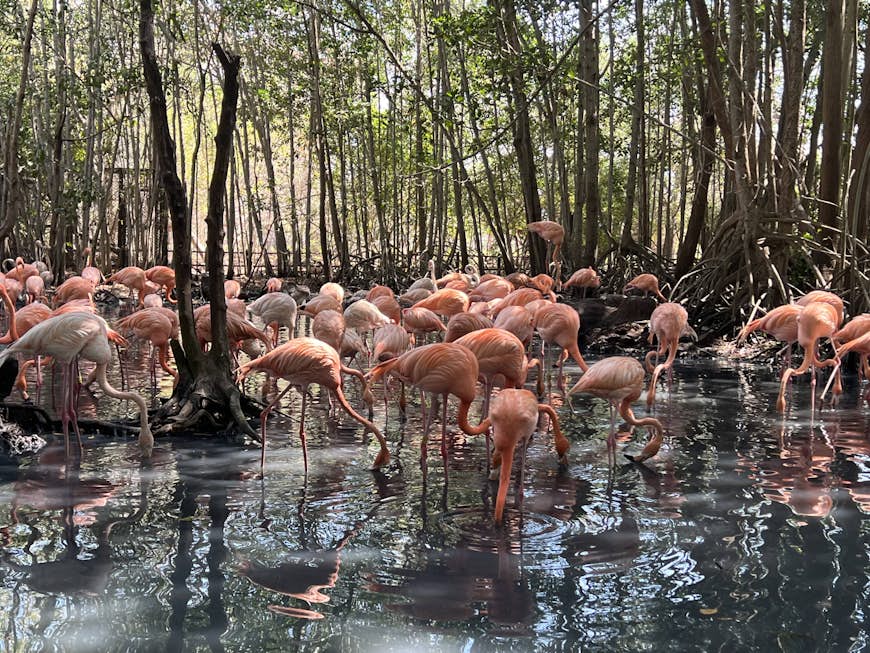 The flamingo is one of 190 species you'll find at Aviario Nacional de Colombia in Bolivar, Colombia.