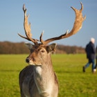 A  deer with people walking by in the Phoenix Park in Dublin, Ireland