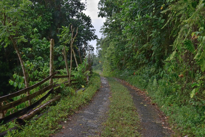 A Ecclesdown Road in Holywell National Park in Jamaican rainforest, a world famous birding spot