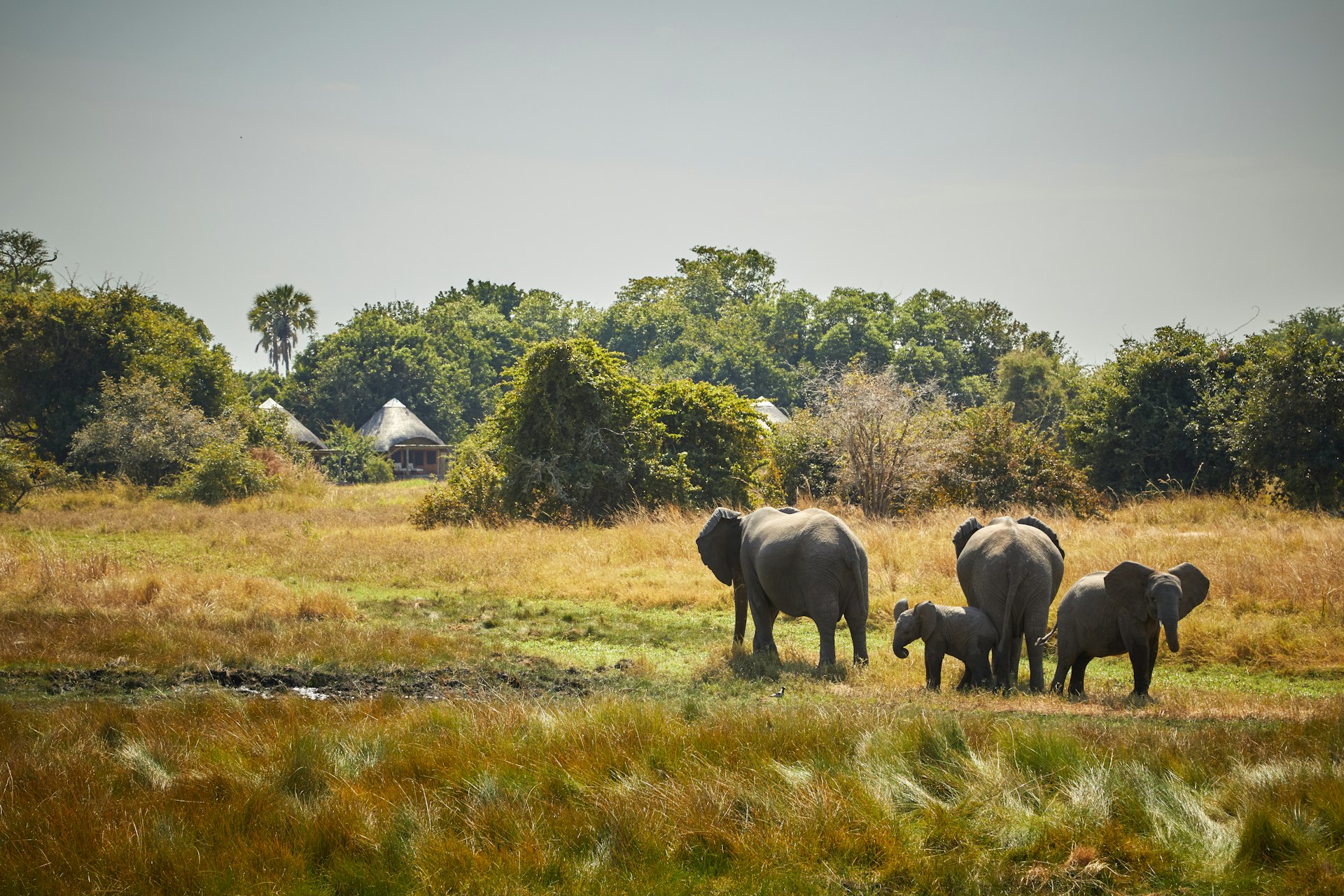 A herd of elephants near The Bushcamp Company's Kuyenda Bushcamp in South Luangwa National Park, Zambia