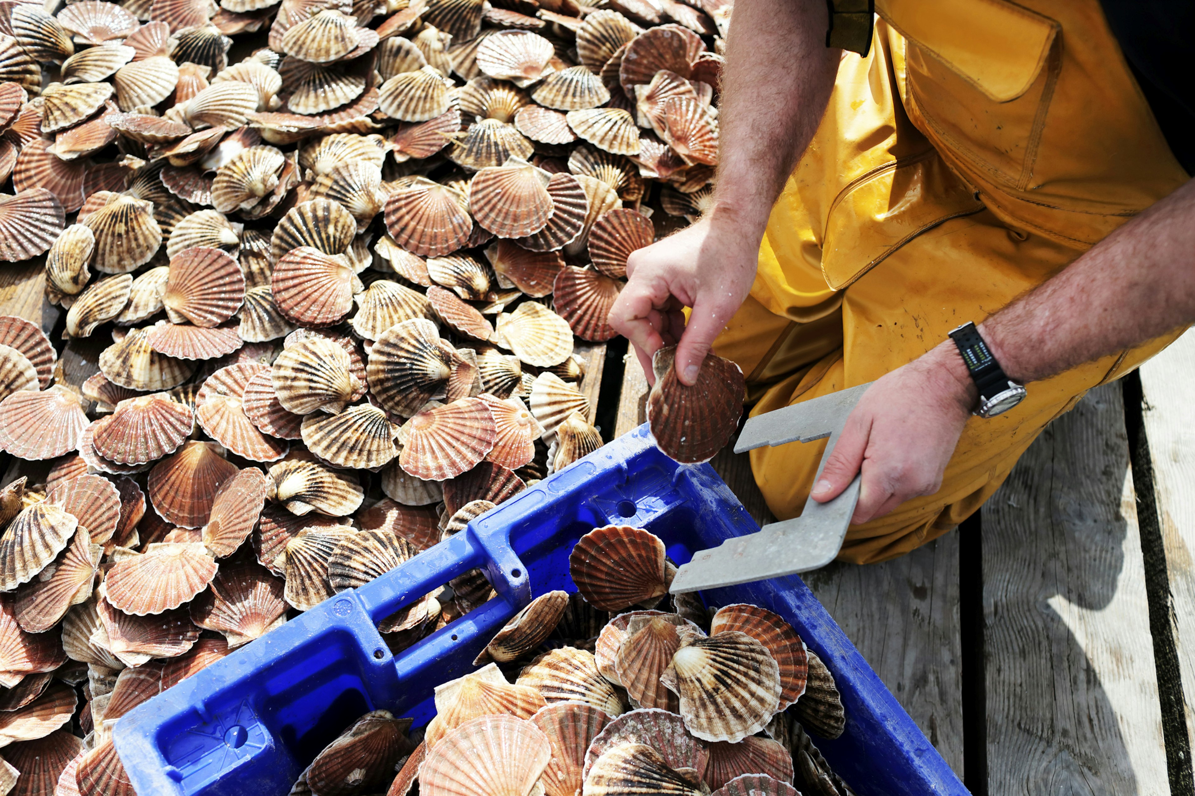 A scallop diver in Scotland cracks open a shell