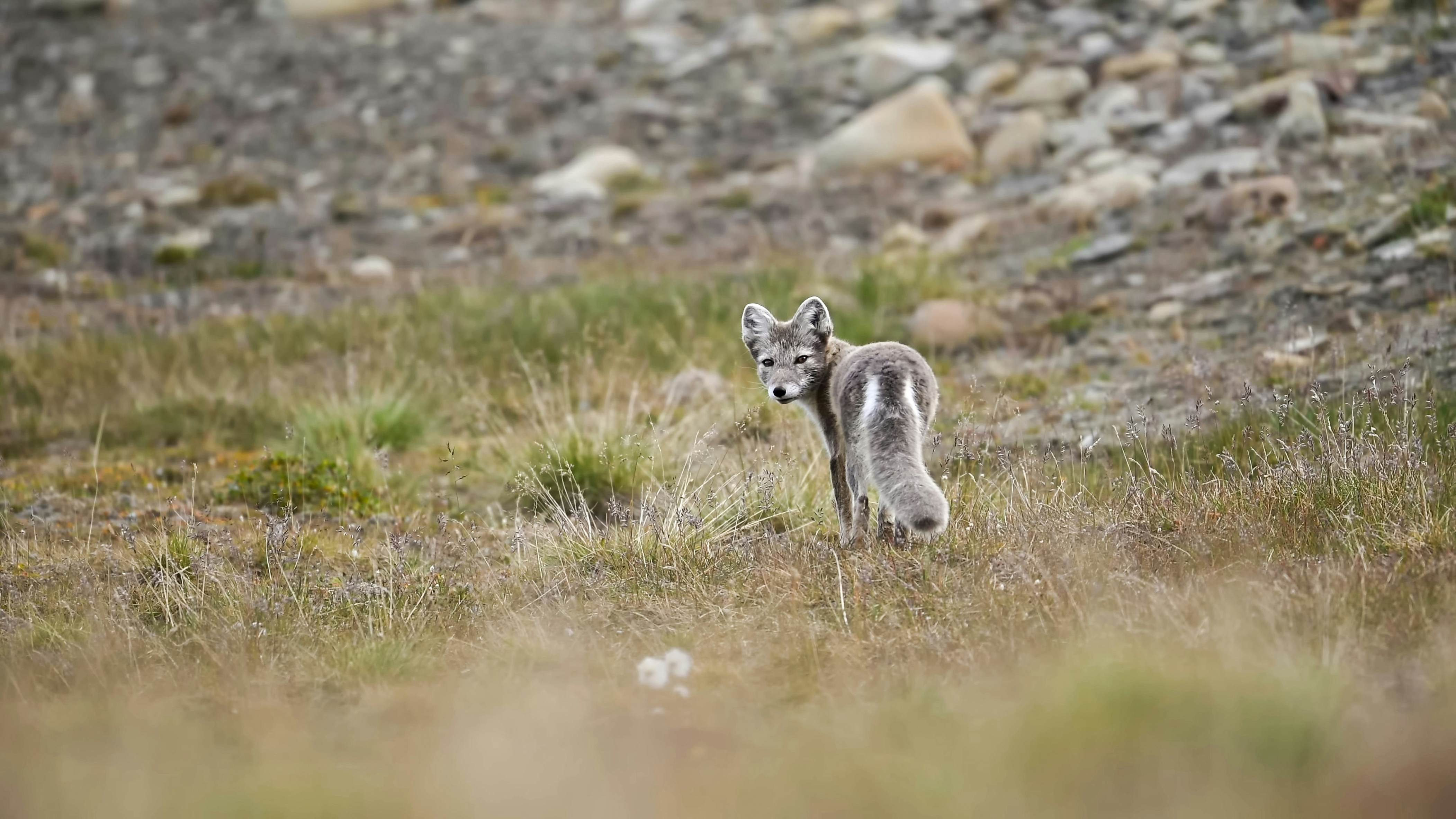 First-timers Guide To Svalbard - Lonely Planet