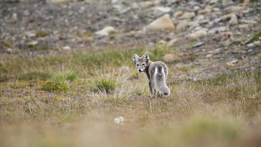 Fjällräv i ett tundralandskap, Svalbard