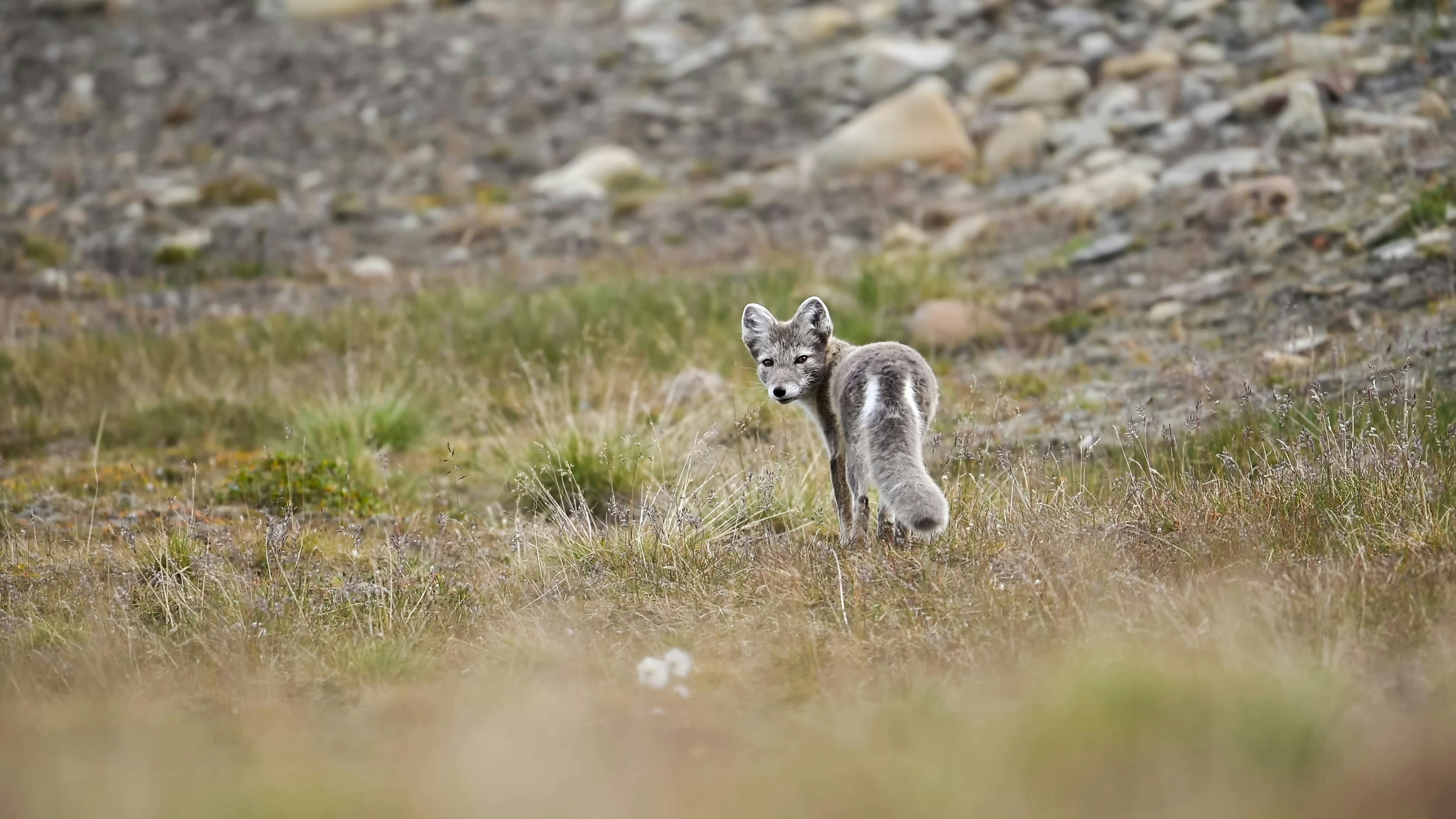 Arctic fox in a tundra landscape, Svalbard