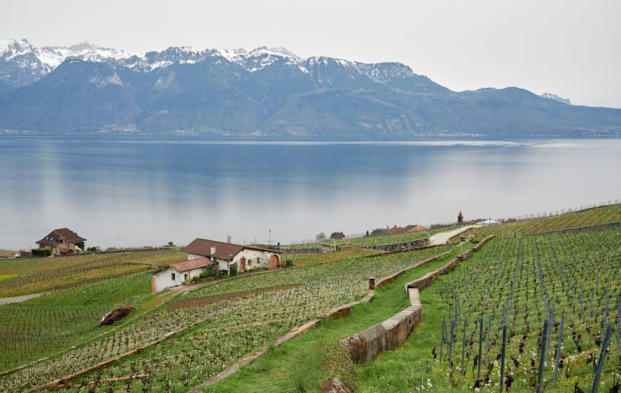 The landscape of vineyard terrace in region of Lavaux in Switzerland near lake Geneva (Lac Leman)