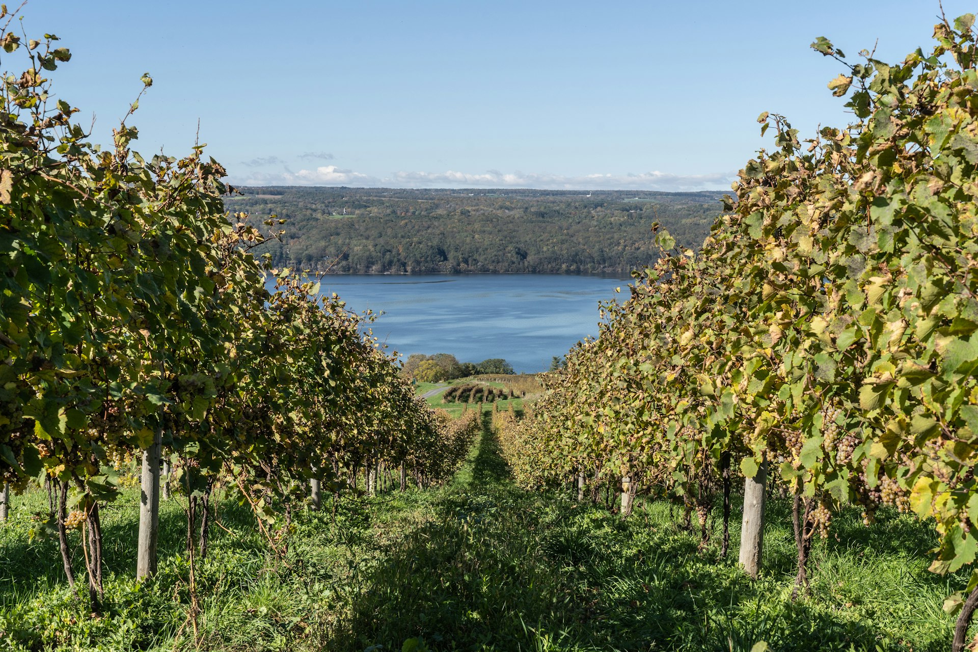 Autumn landscape of Seneca Lake and vineyard in the heart of the Finger Lakes Wine Country, New York