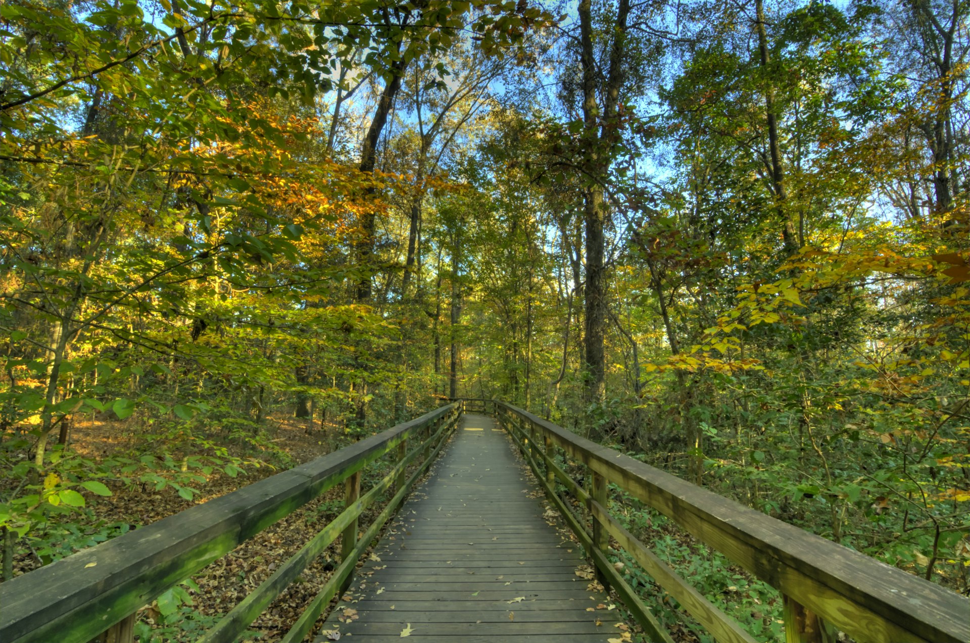 Congaree National Forest Boardwalk in the Autumn afternoon