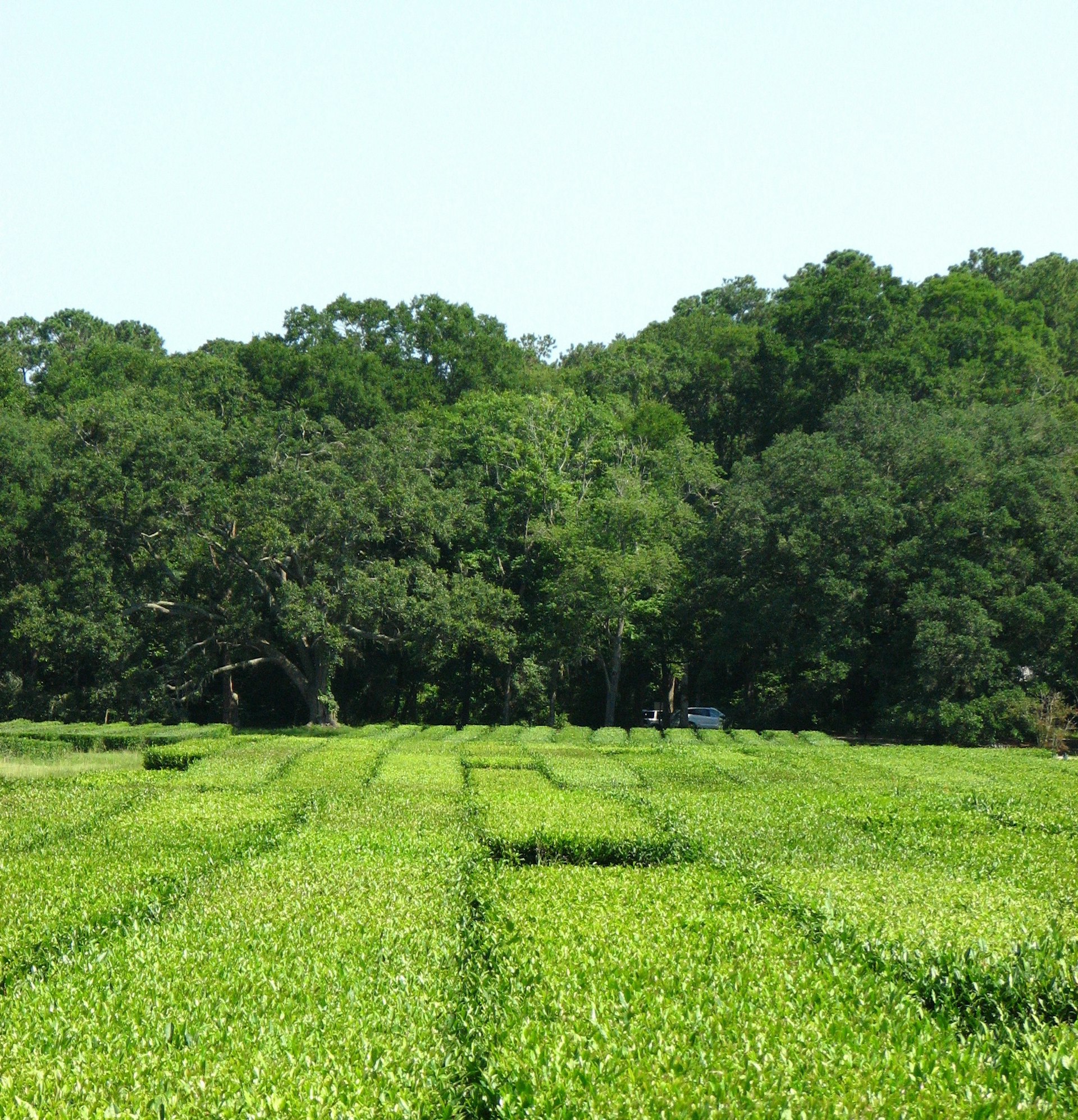 Tea plantation in Charleston, South Carolina