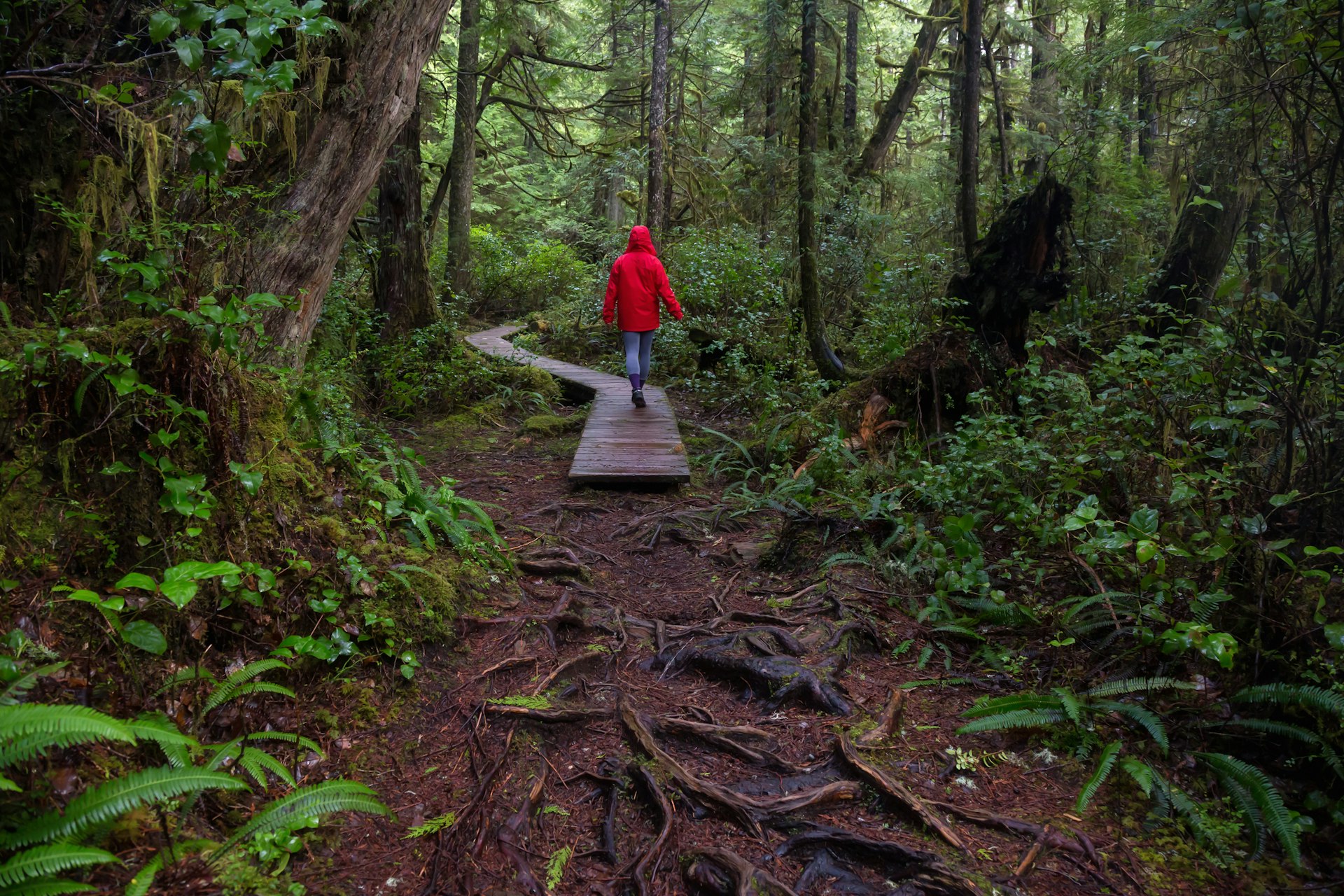 Girl wearing a bright red jacket is walking the the beautiful woods during a vibrant winter morning.
