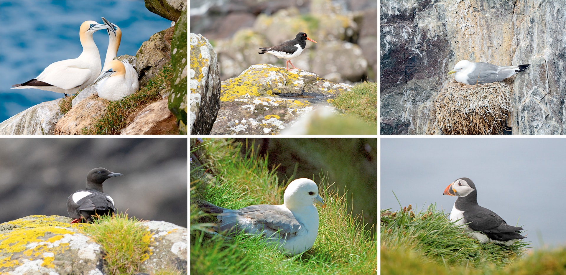 faroe-islands-collage-birds.jpg