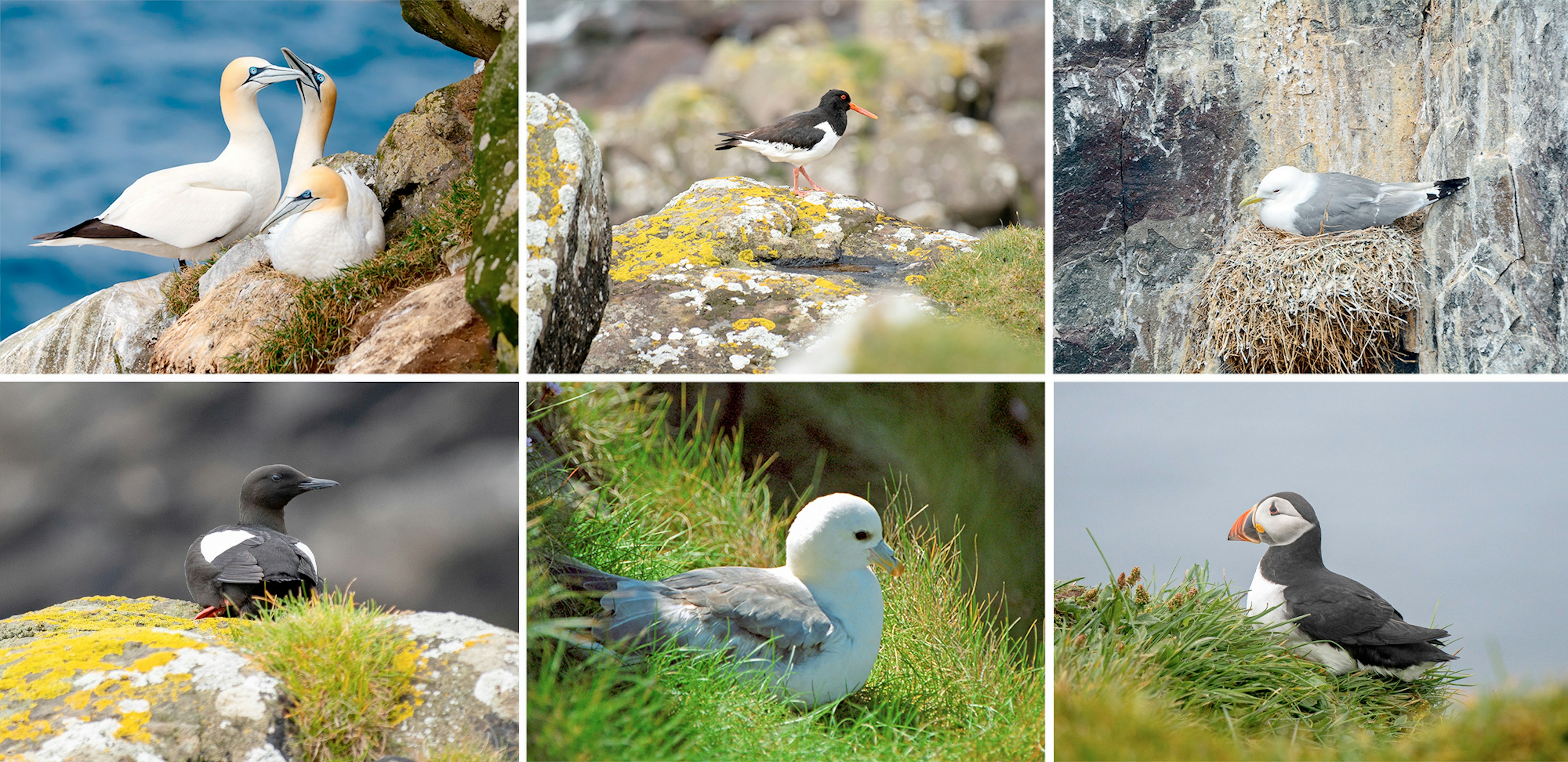 faroe-islands-collage-birds.jpg