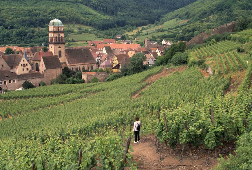Person walking through vineyards around Kaysersberg, France