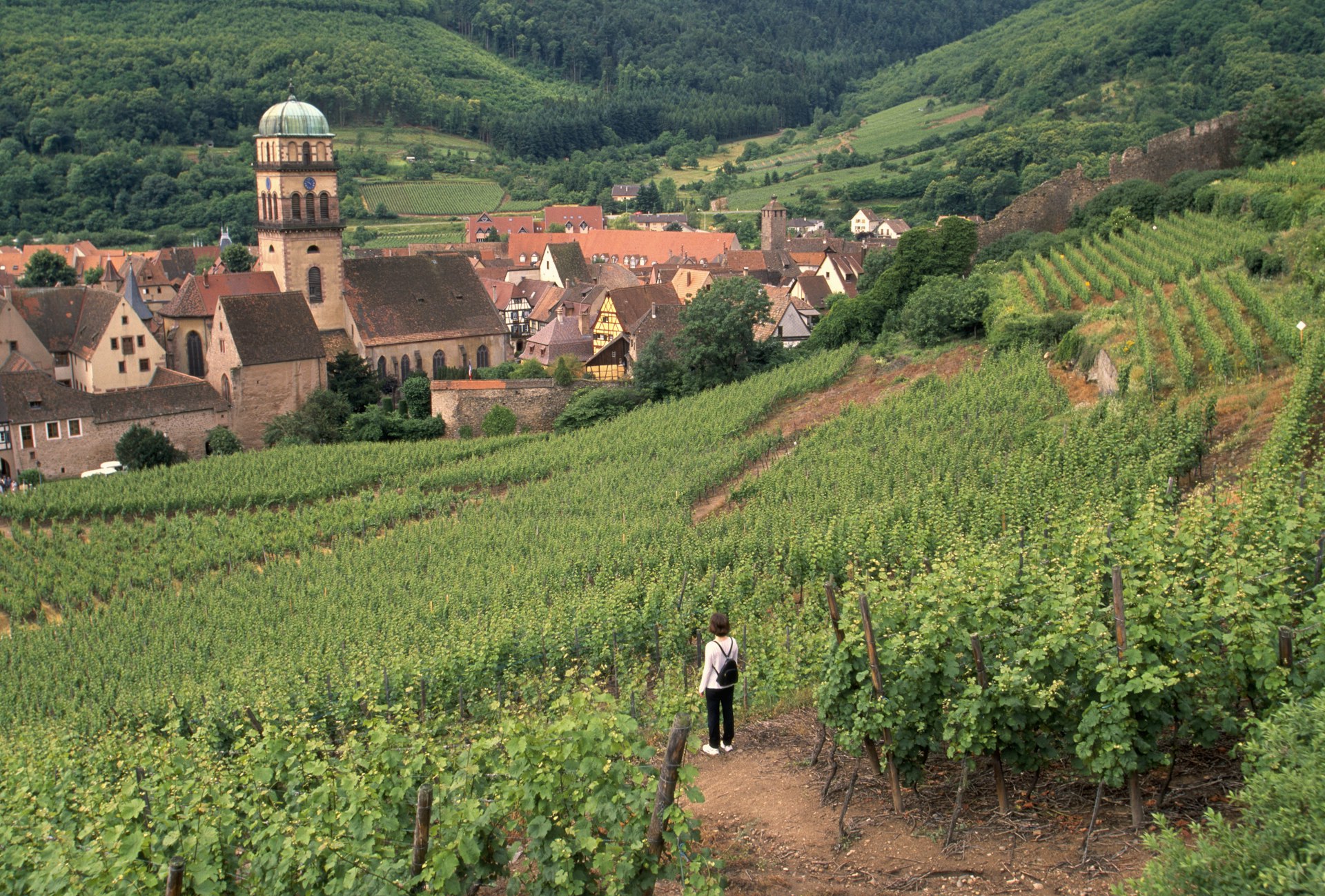 Person walking through vineyards around Kaysersberg, France