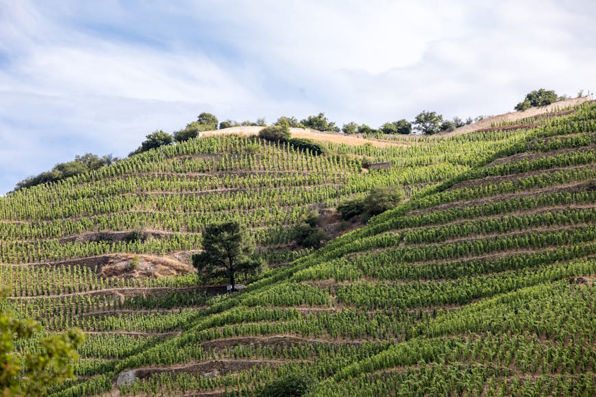 M. Chapoutier Crozes-Hermitage vineyards in Rhône Valley, France