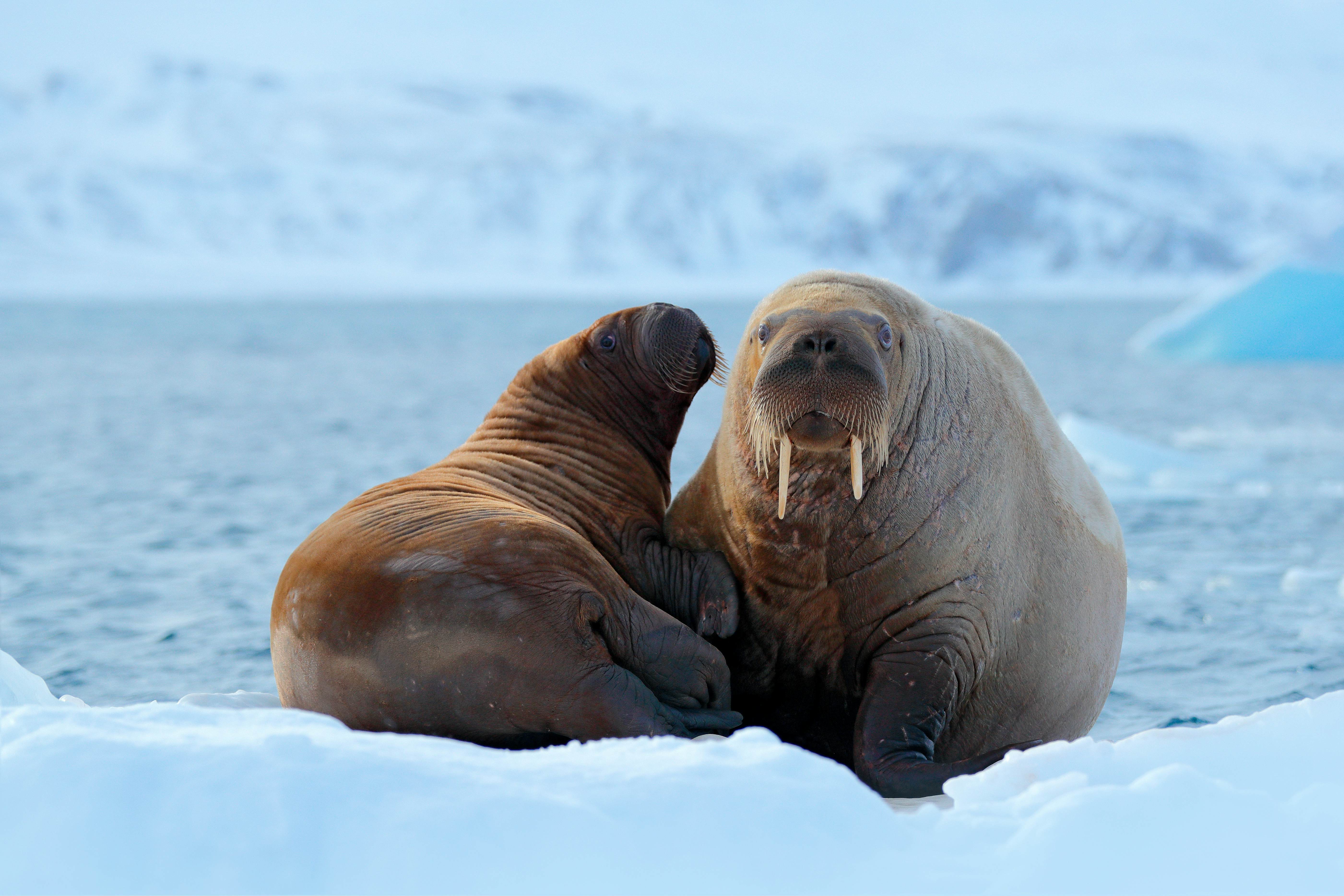 First-timers Guide To Svalbard - Lonely Planet