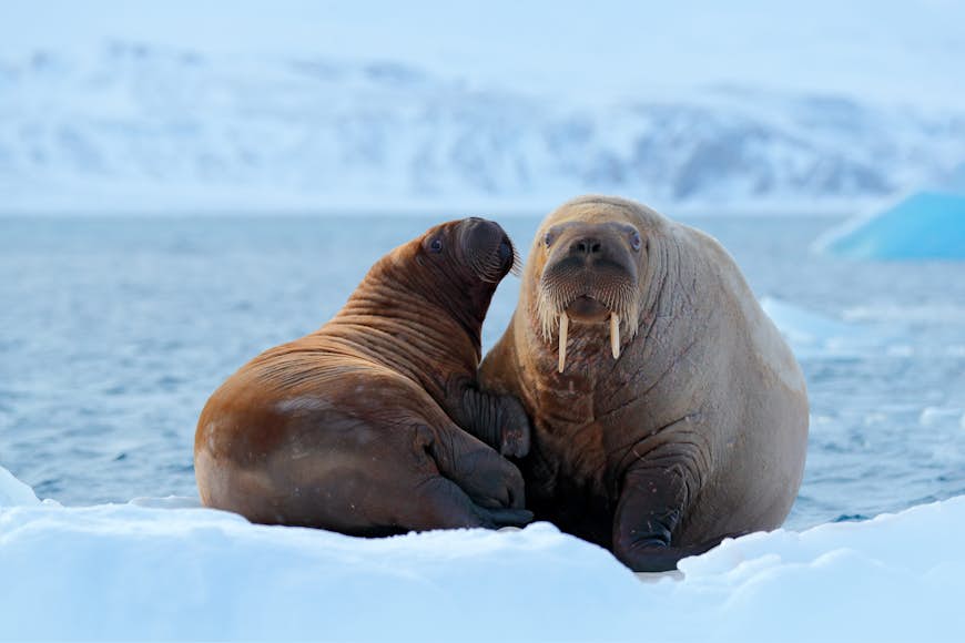 Mother walrus and her cub on the ice in Svalbard