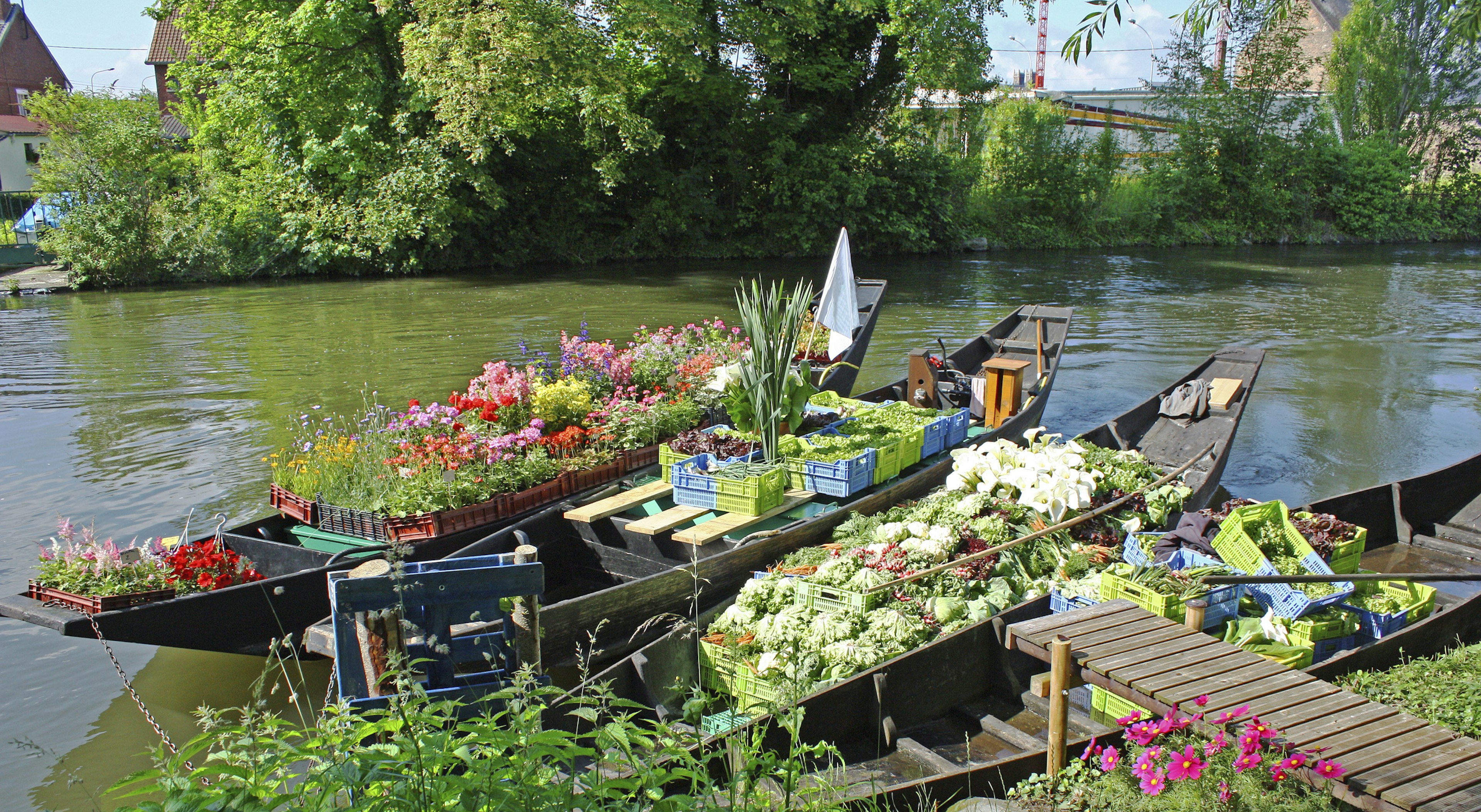 Cone boats filled with vegetables and flora for the floating market from the hortillonnages. Picardy. sum. Hauts-de-France