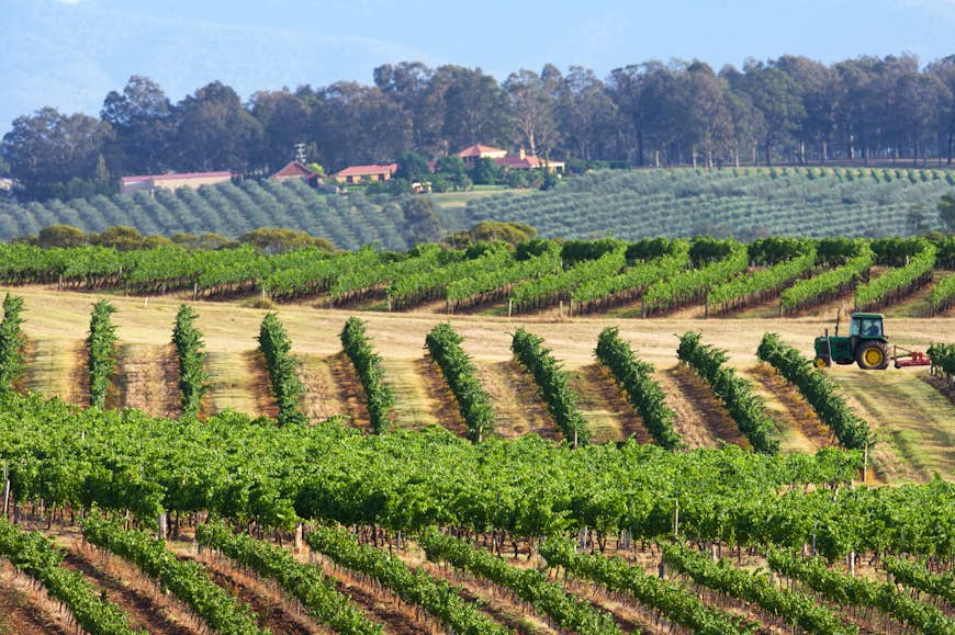 Vineyard in Hunter Valley NSW 