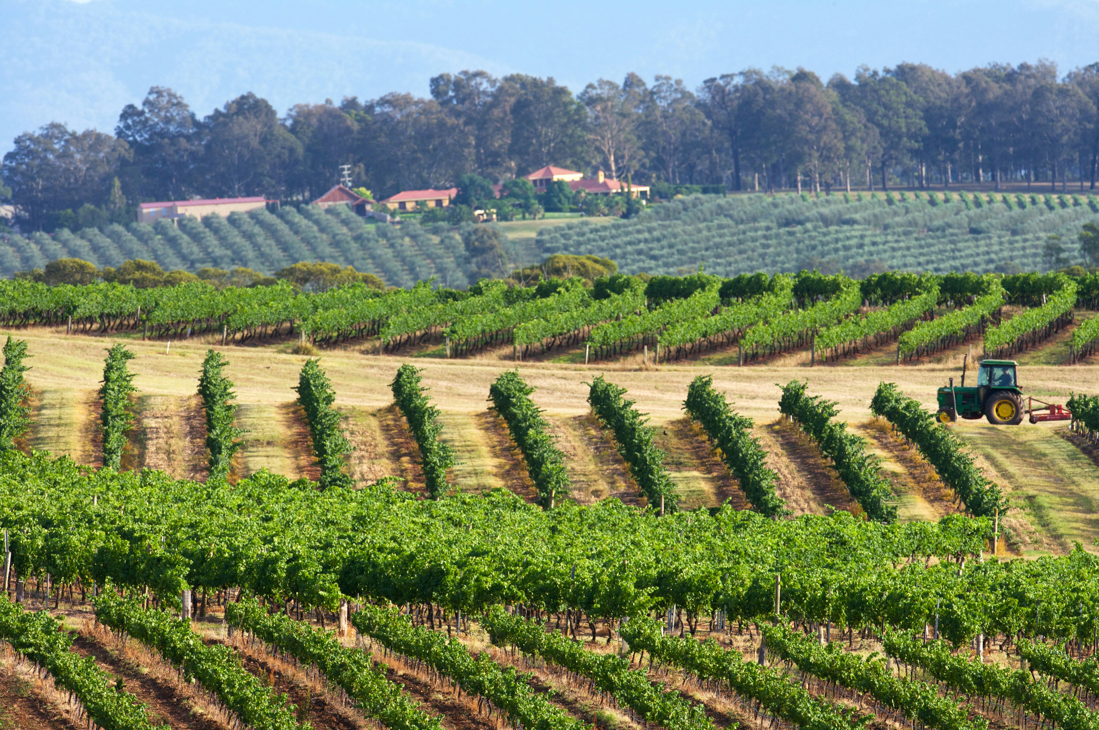 Vineyard in Hunter Valley NSW