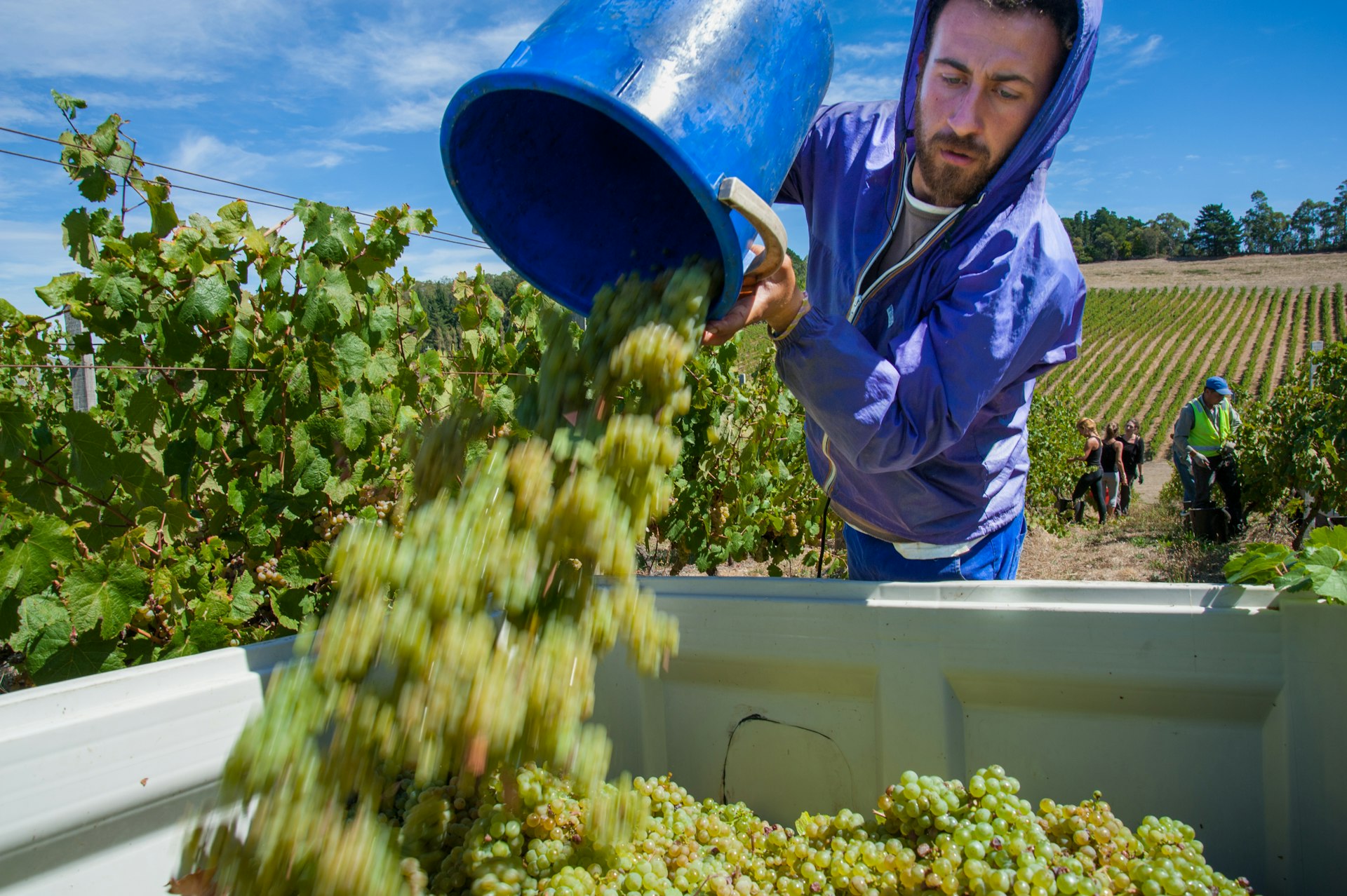 Harvest of Riesling wine grapes by temporary workers (often 'backpackers' on work holidays) in vineyard of the Adelaide Hills