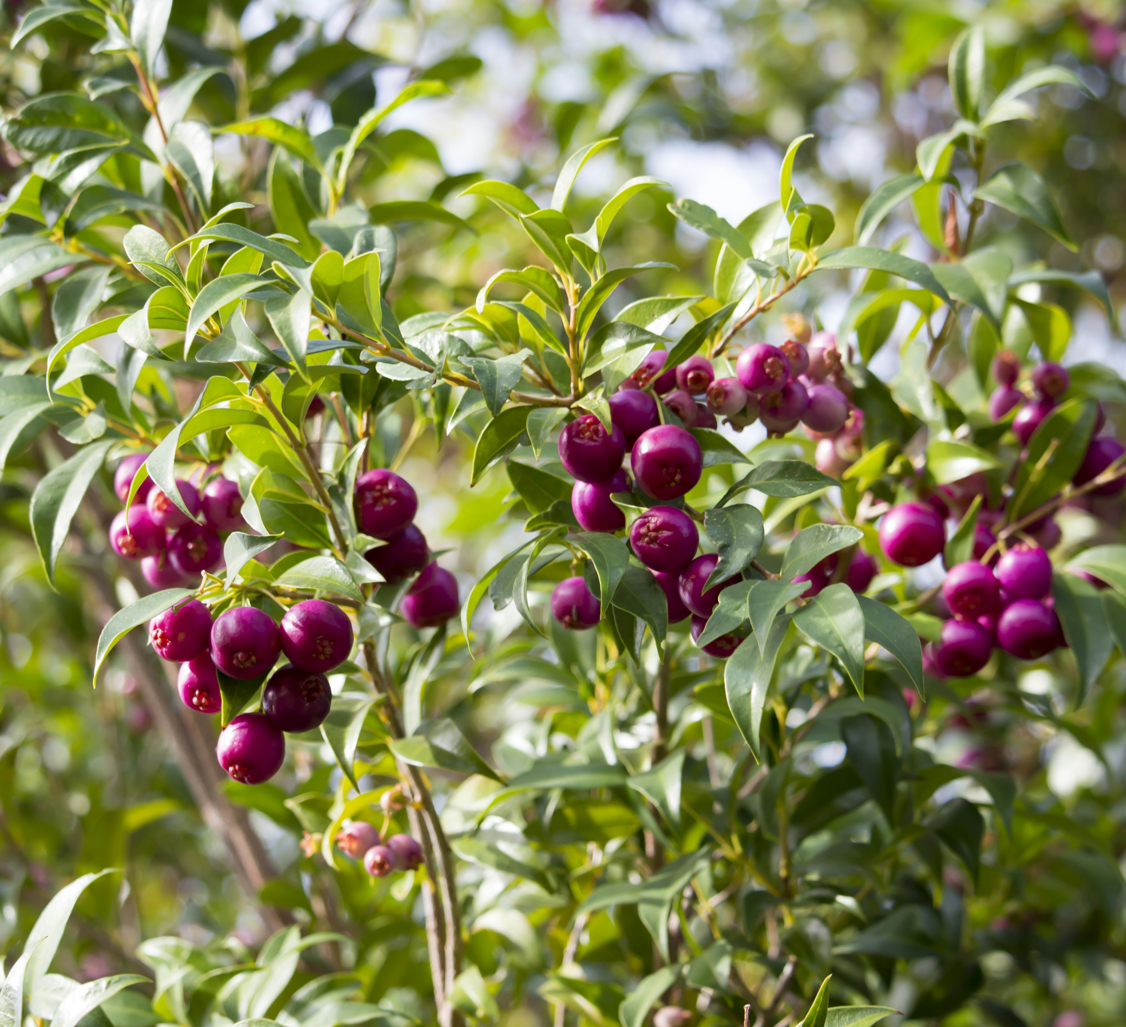 Pink fruits of  Australian lilly pilly  syzygium luehmannii or riberry hanging  amongst the glossy green leaves of the rainforest tree  also used in hedges and topiary.