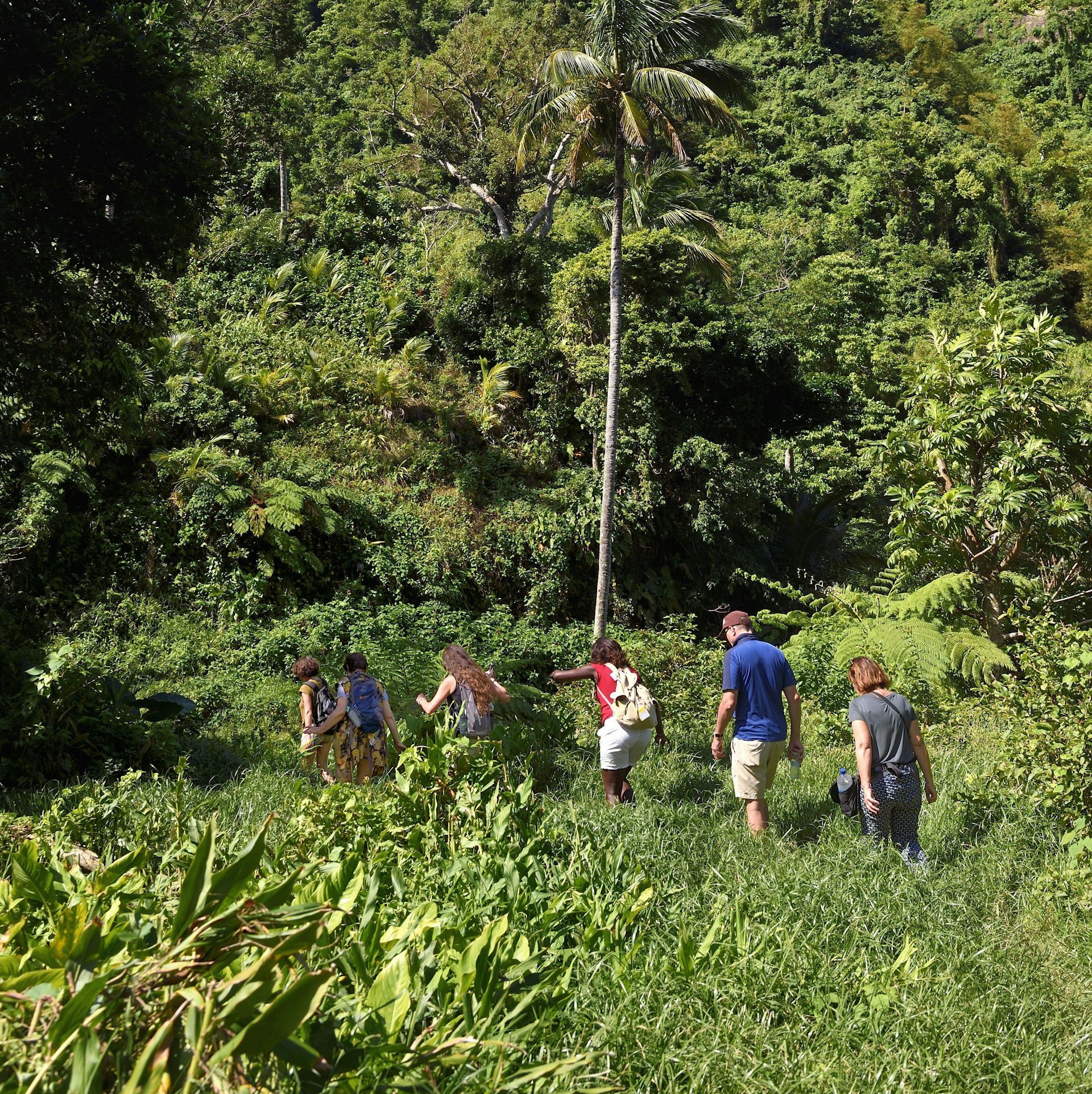 Caribbean, Dominica Island, hikers on segment 13 of the Waitukubuli National Trail in the north of the island between Pennville and Capuchin
