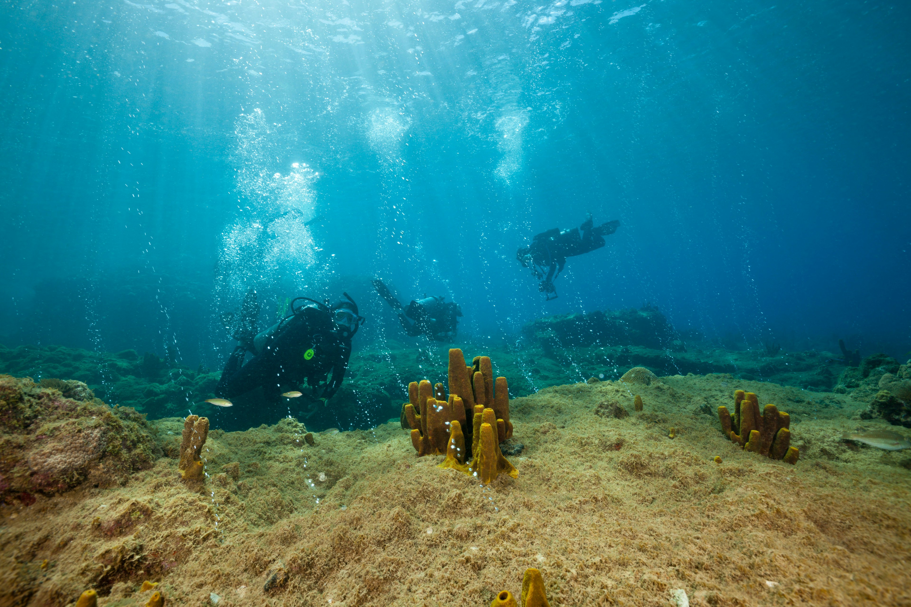 Volcanic Air Bubbles at Champagne Beach, Caribbean Sea, Dominica