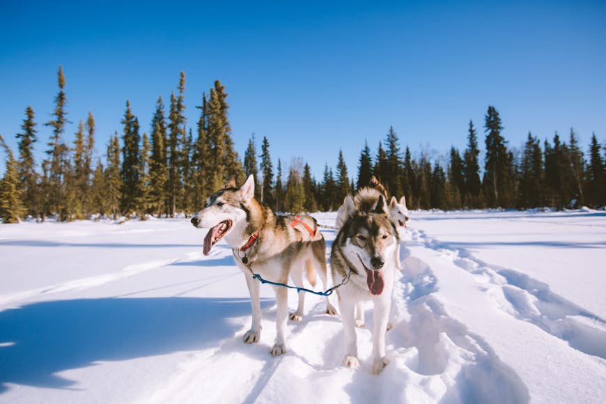 Two dogs at the front of a dog mushing sled in snowy Fairbanks, Alaska