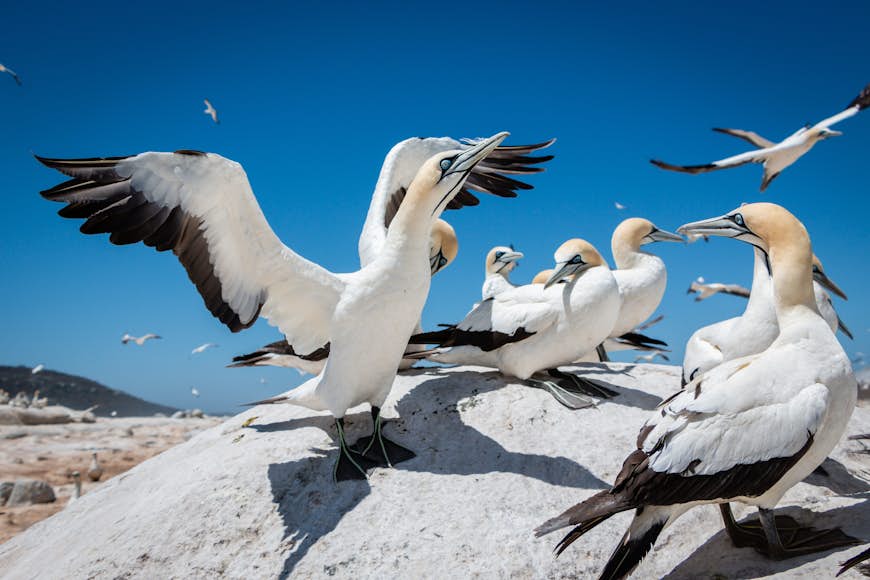 A Cape gannet (Morus capensis) landing among the colony at West Coast National Park, Western Cape, South Africa