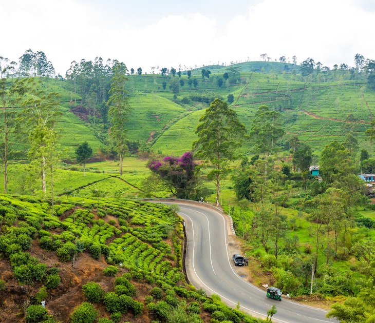 scenery road through green hills and tea plantations. Sri Lanka natural landscape.