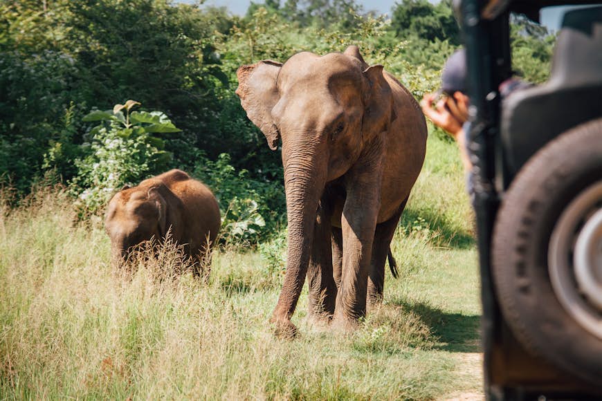 Elephants on safari in National Nature Park Udawalawe in Sri Lanka