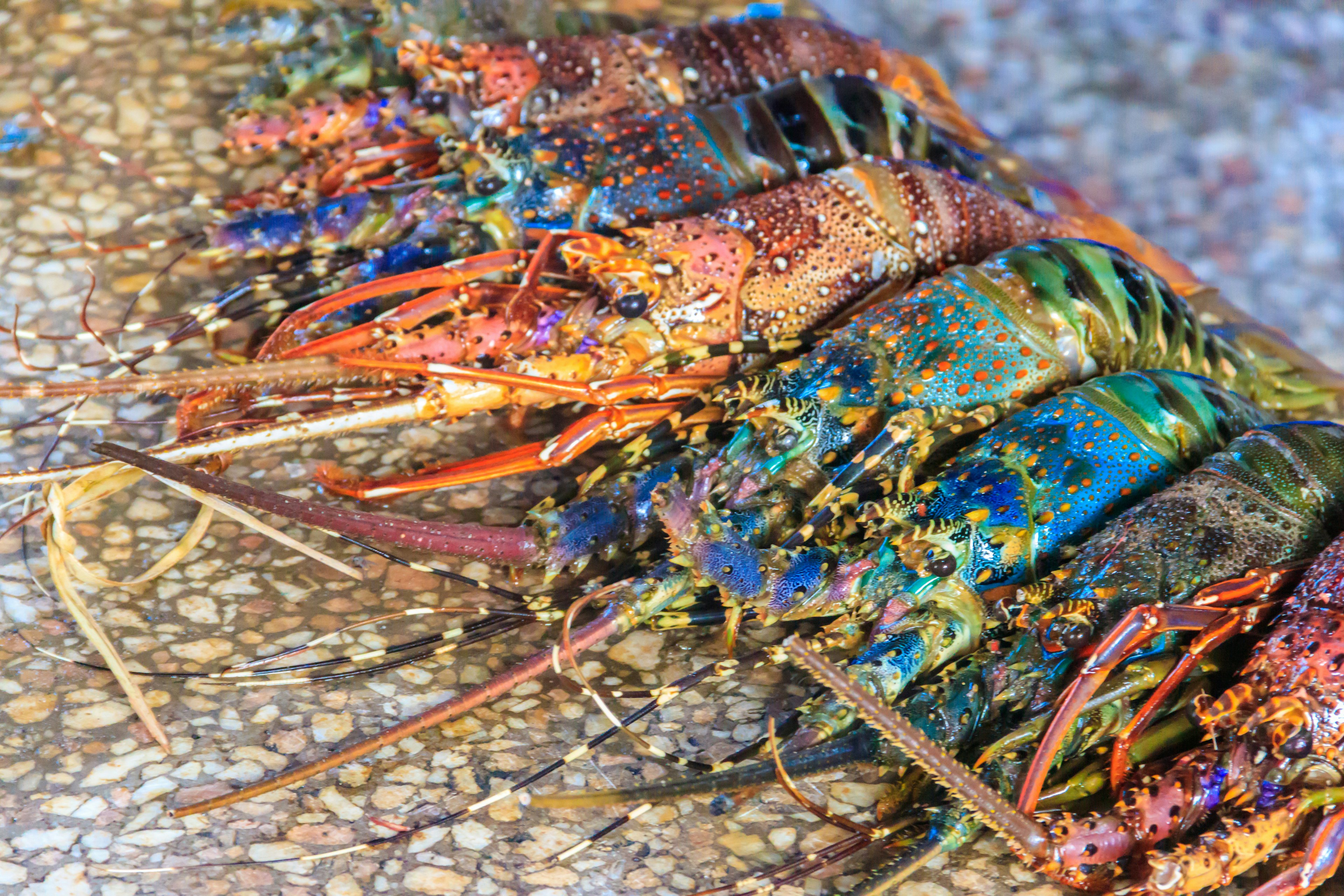 Fresh raw lobsters in fish market in Stone Town, Zanzibar, Tanzania